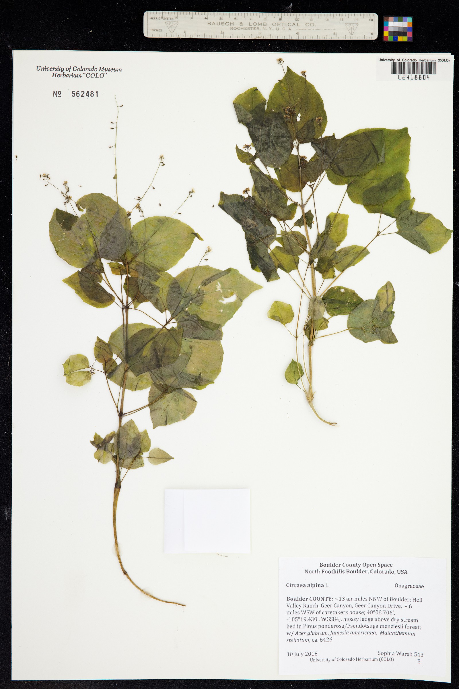 Circaea alpina image