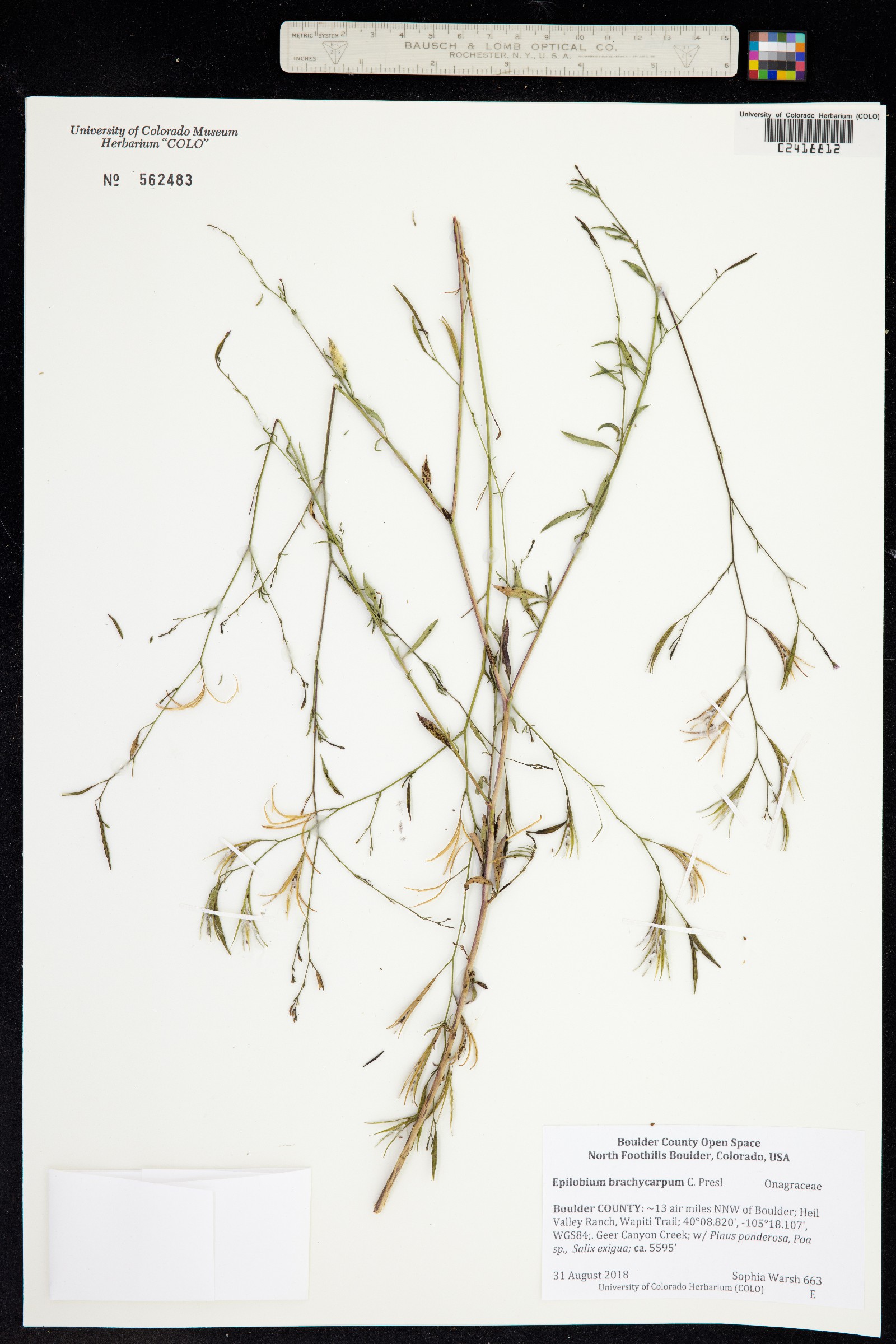 Epilobium brachycarpum image