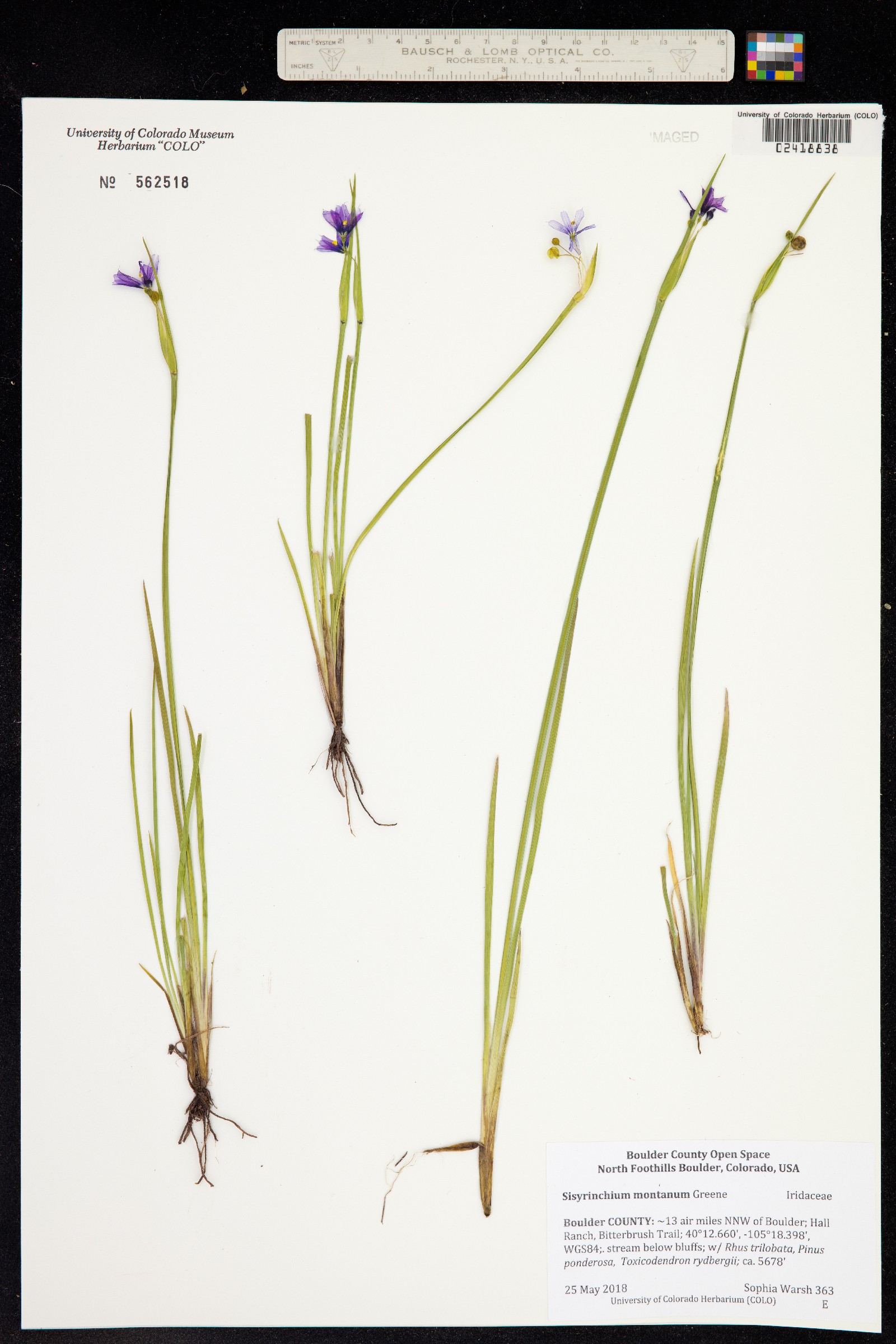 Sisyrinchium montanum image