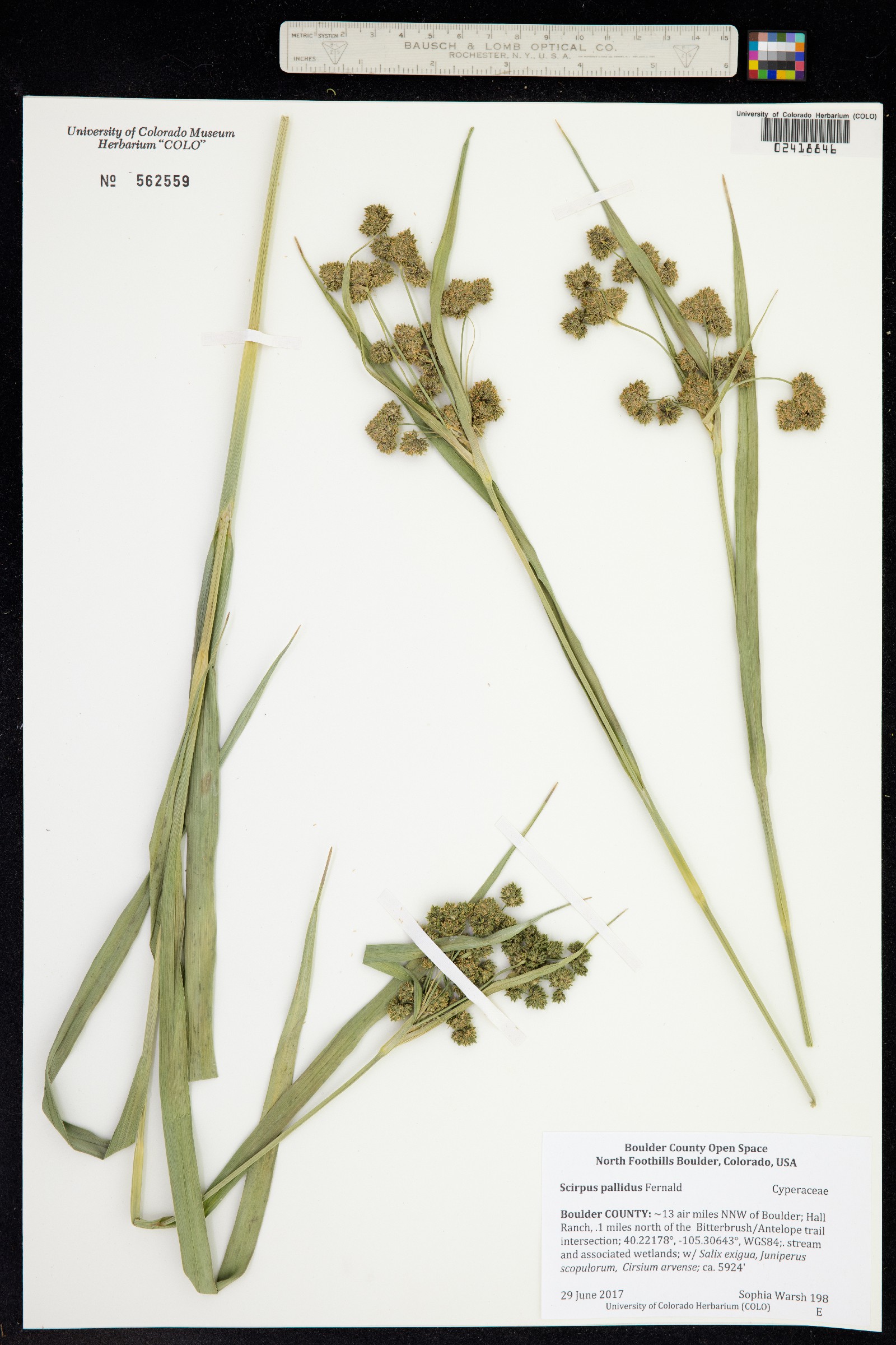 Scirpus pallidus image