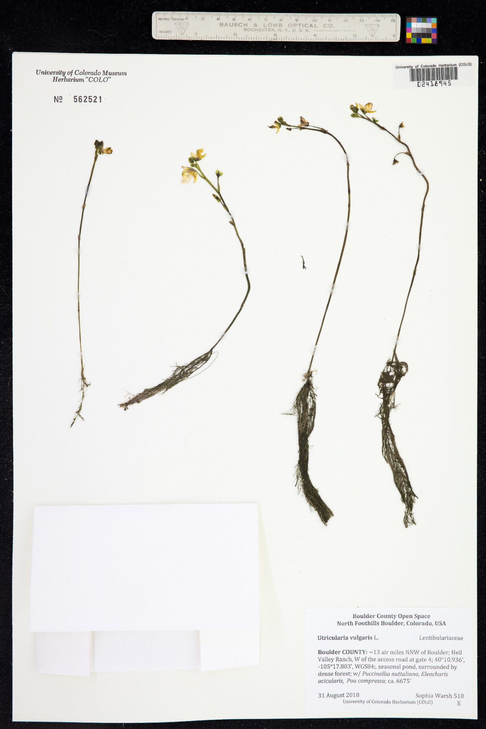 Utricularia vulgaris ssp. macrorhiza image