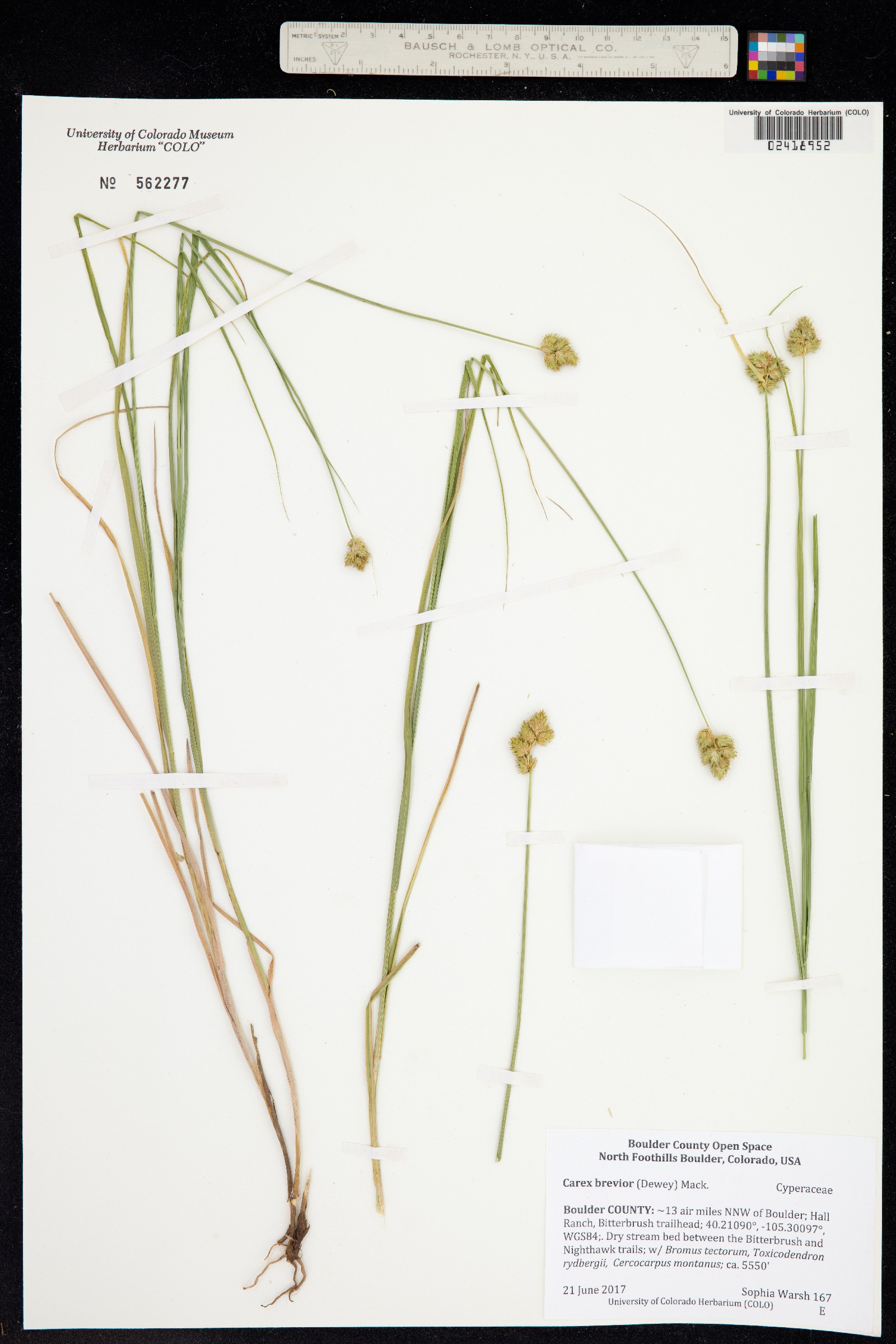 Carex brevior image