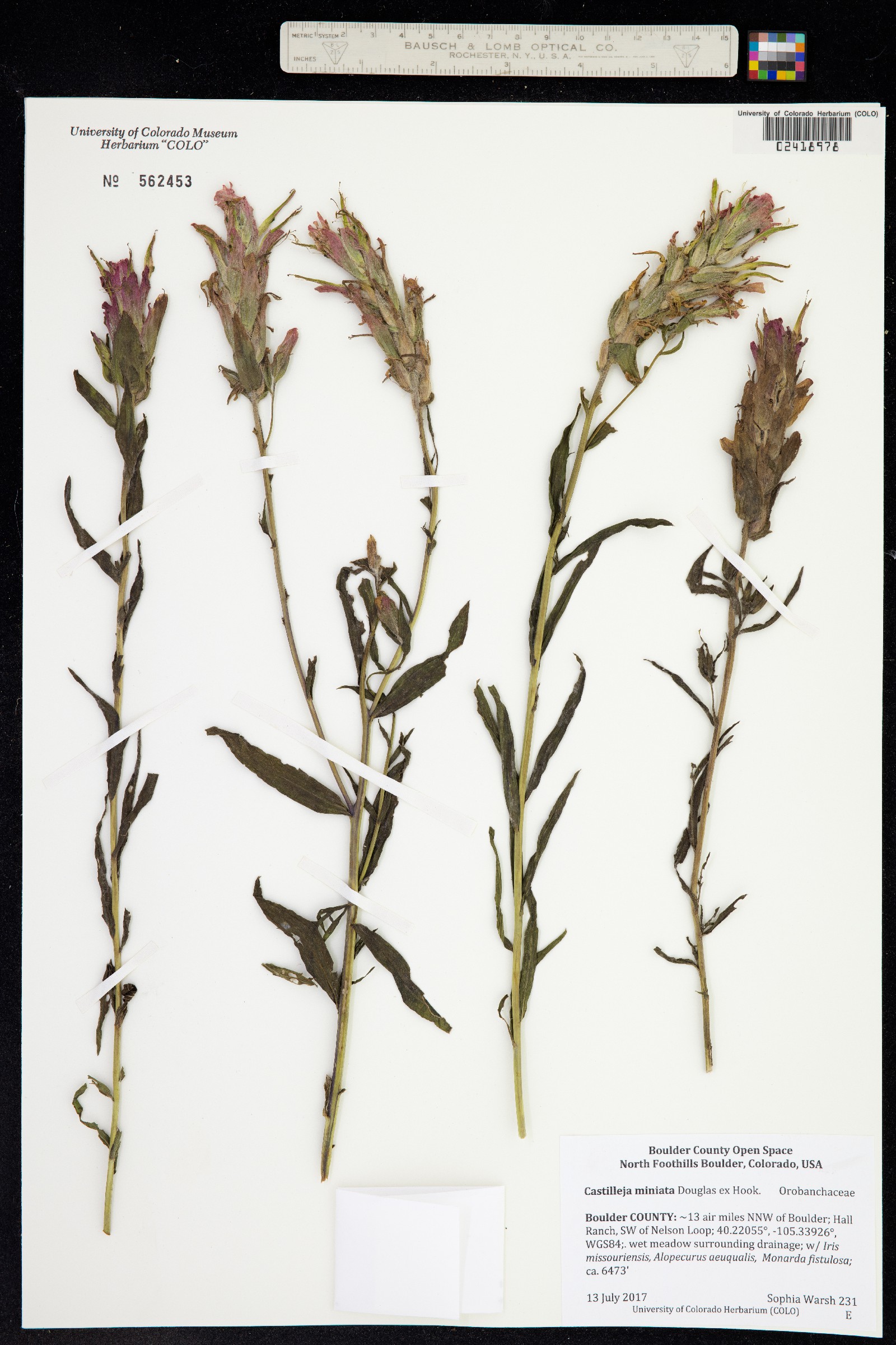 Castilleja miniata image