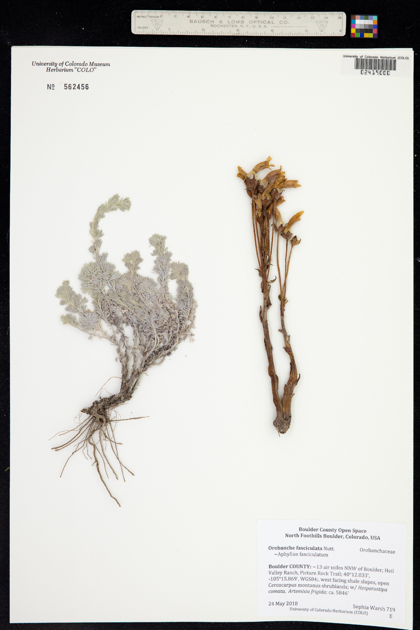 Orobanche fasciculata image