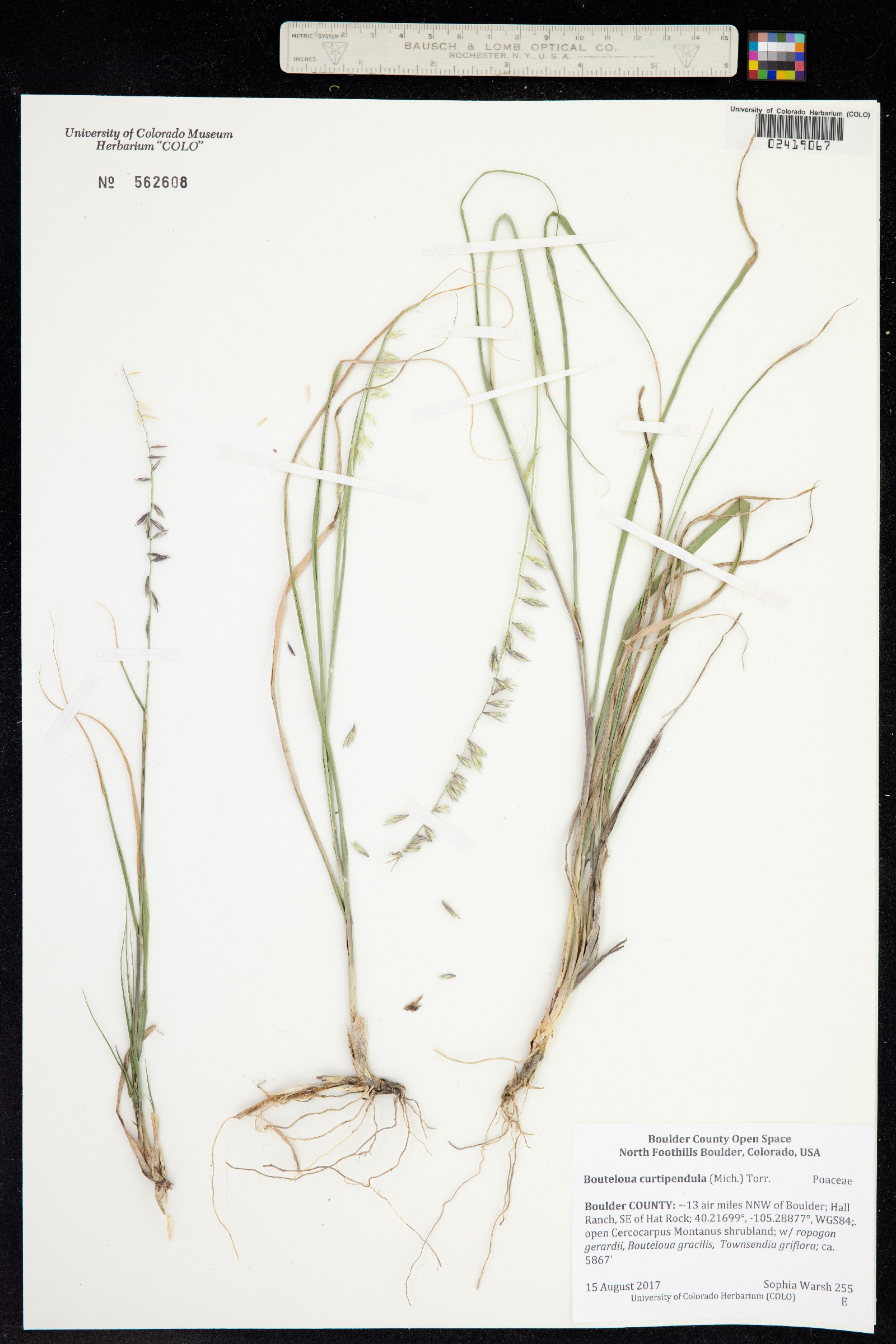 Bouteloua curtipendula image