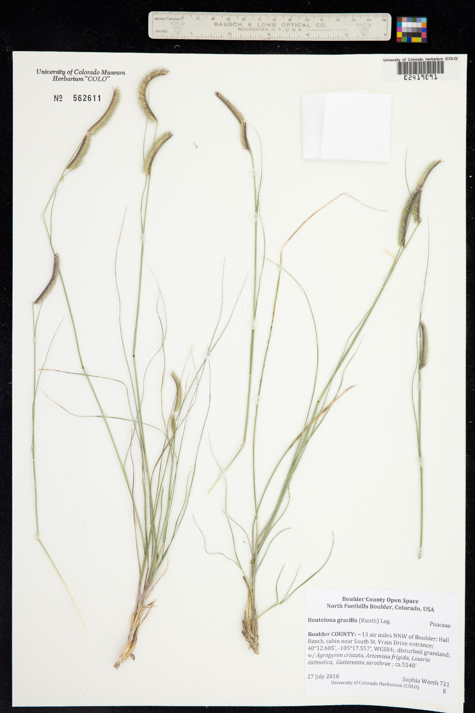 Bouteloua gracilis image