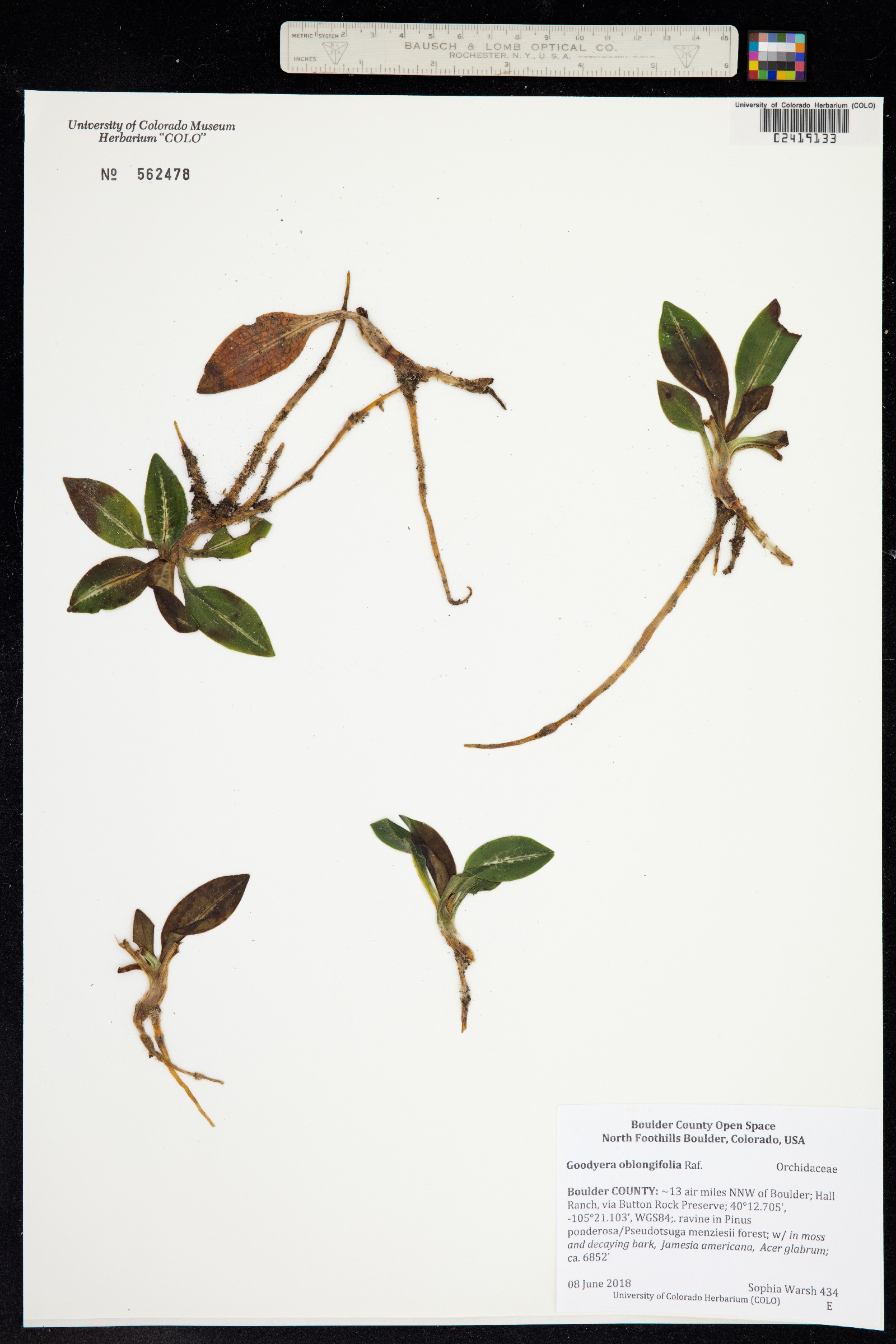 Goodyera oblongifolia image