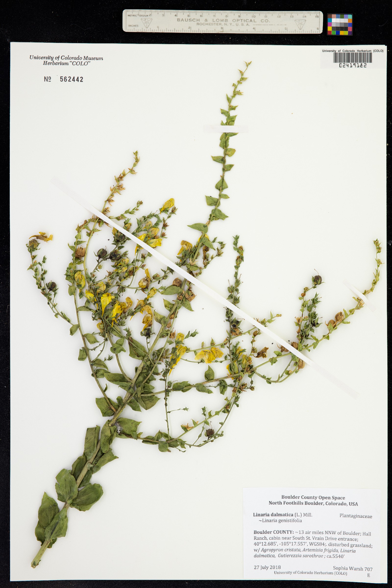 Linaria dalmatica ssp. dalmatica image