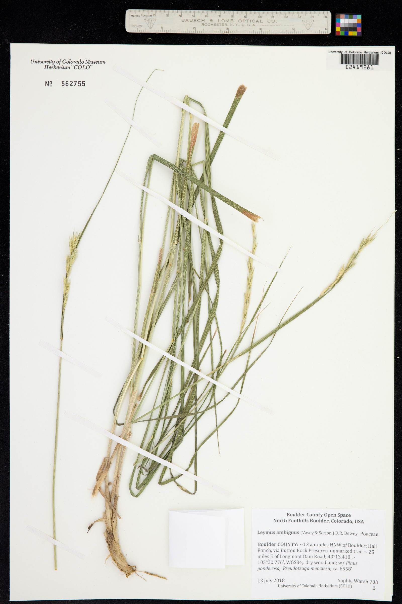 Leymus ambiguus image