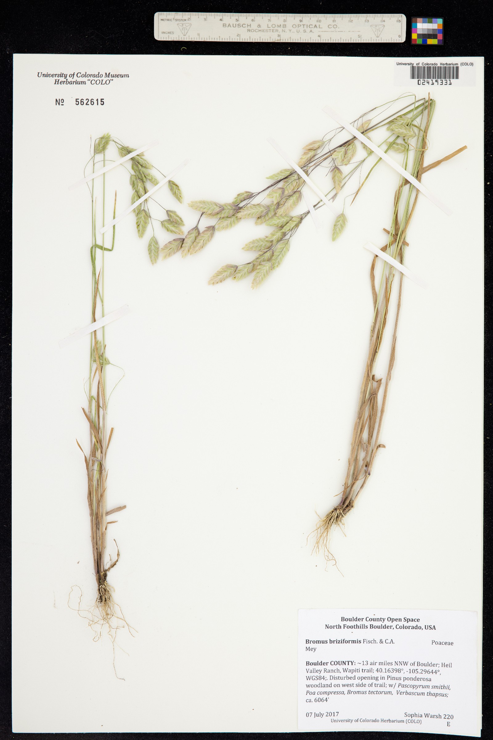 Bromus briziformis image