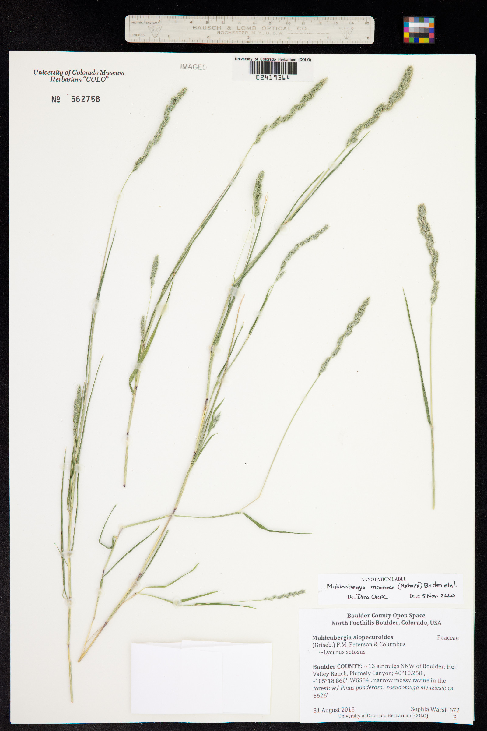 Muhlenbergia racemosa image