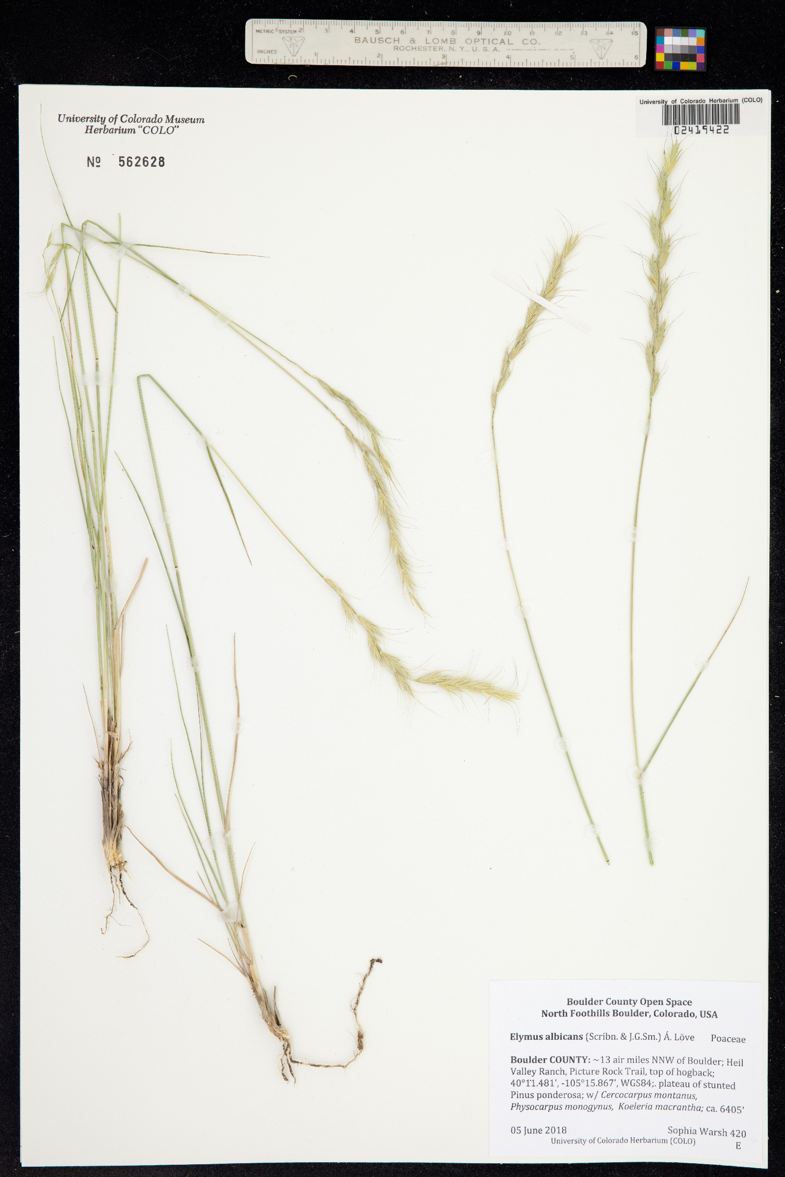 Elymus albicans image