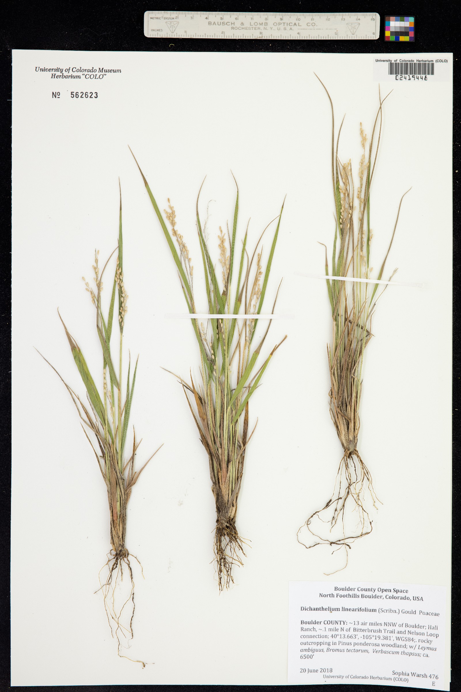 Dichanthelium linearifolium image