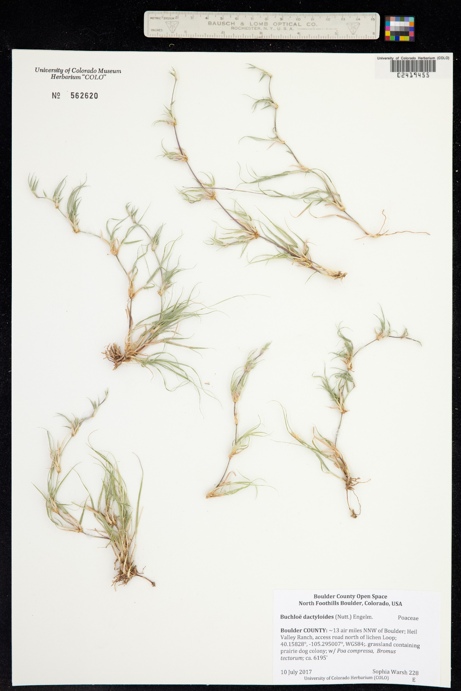 Bouteloua dactyloides image