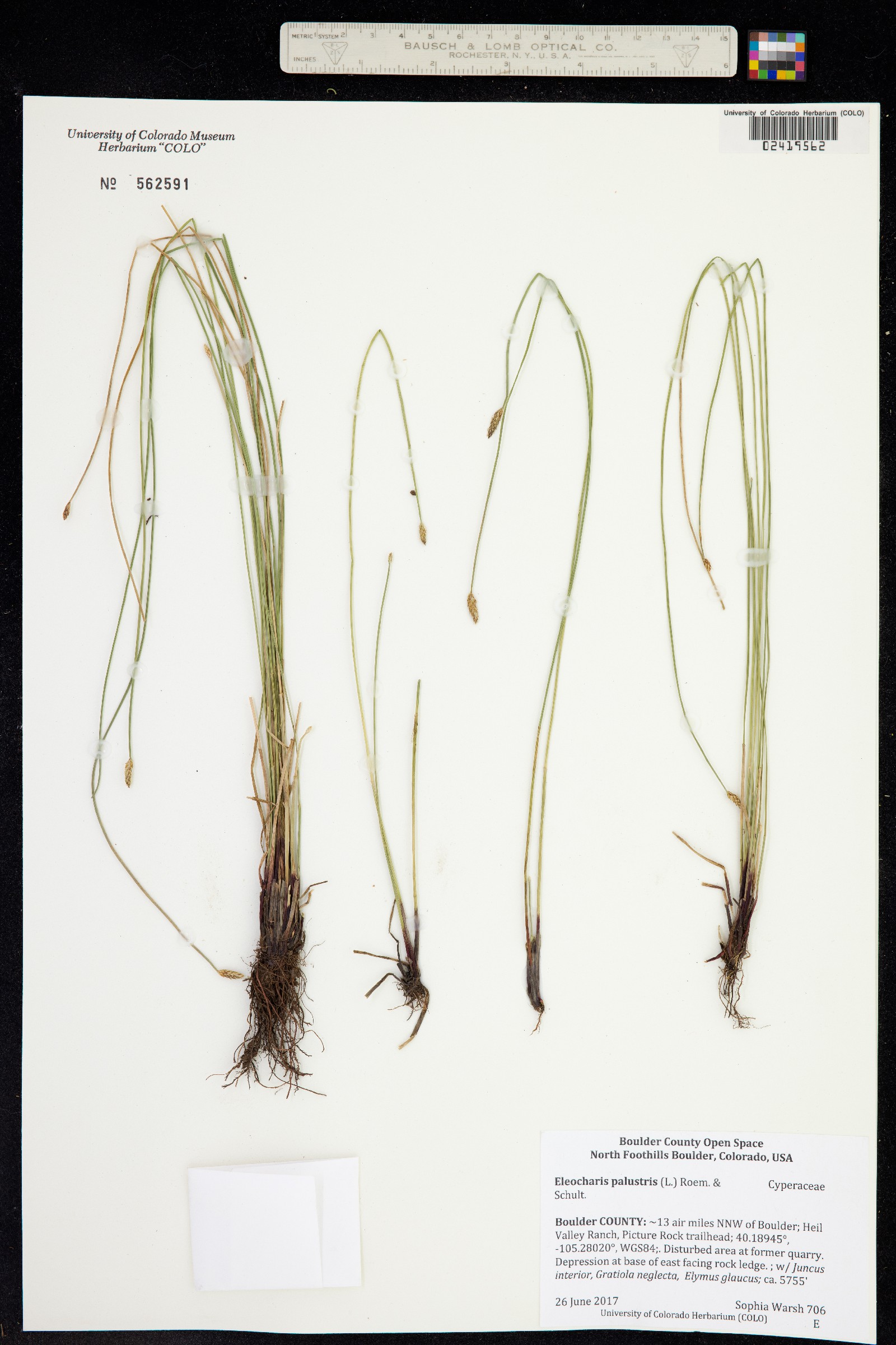 Eleocharis palustris image