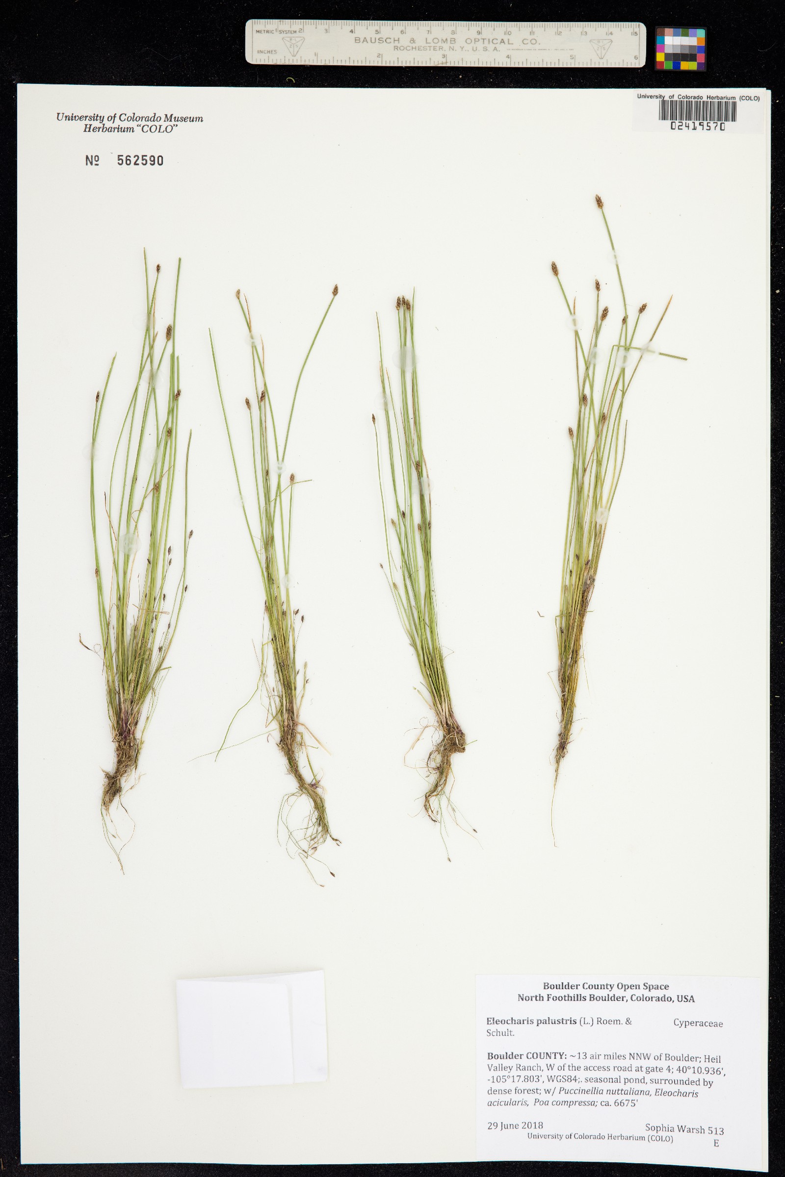 Eleocharis palustris image