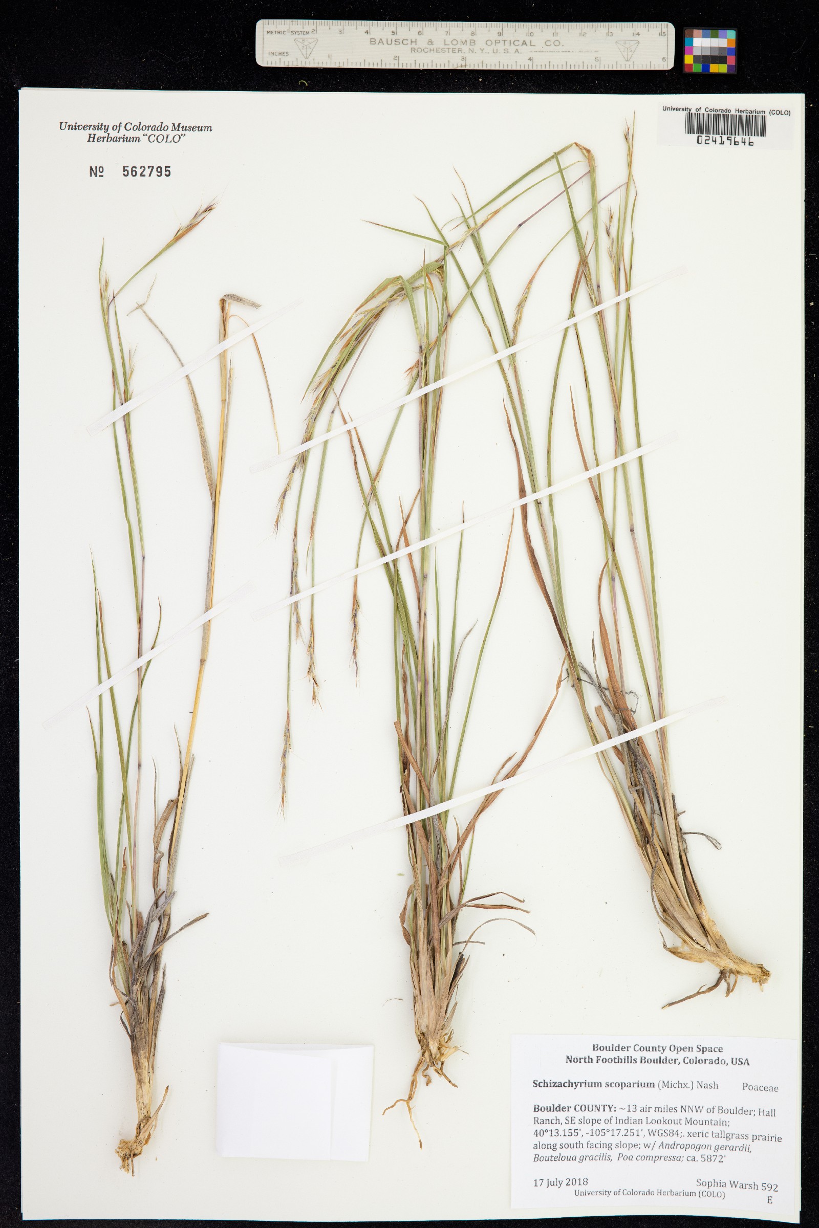 Schizachyrium scoparium image