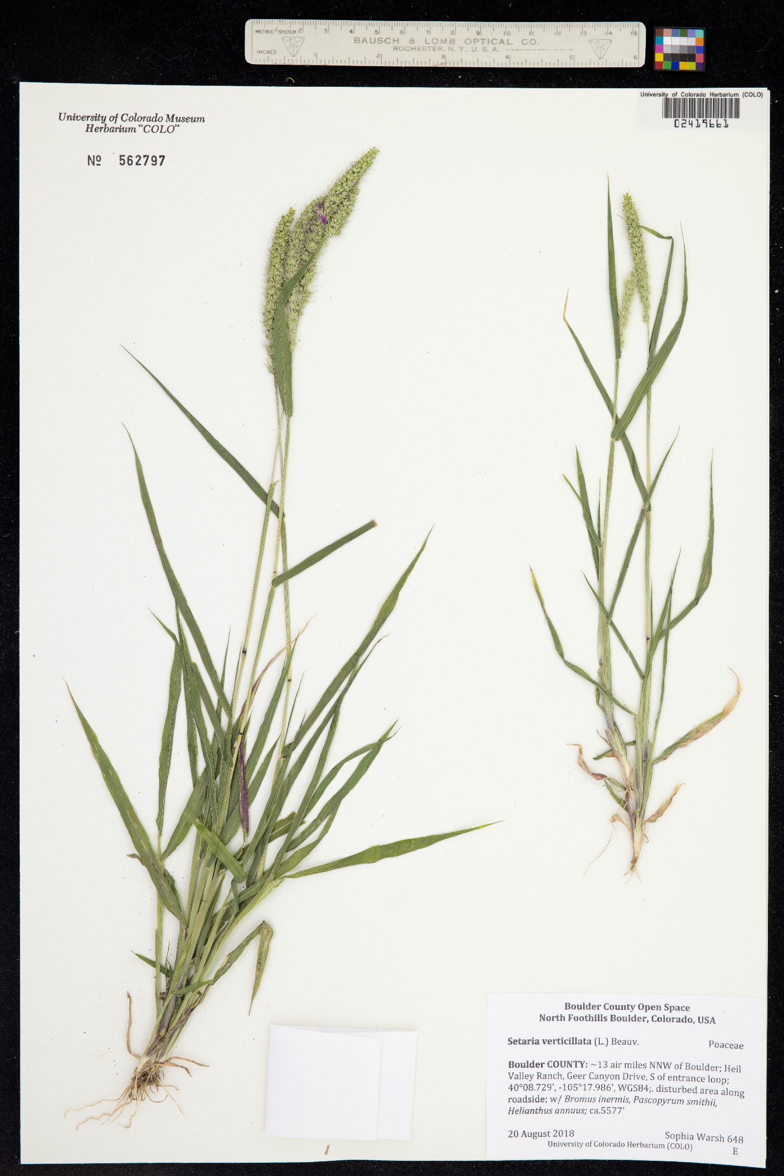 Setaria verticillata image