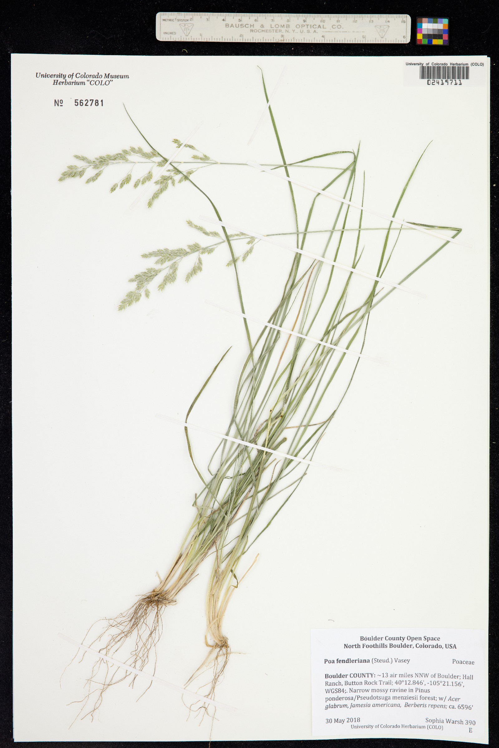 Poa fendleriana image