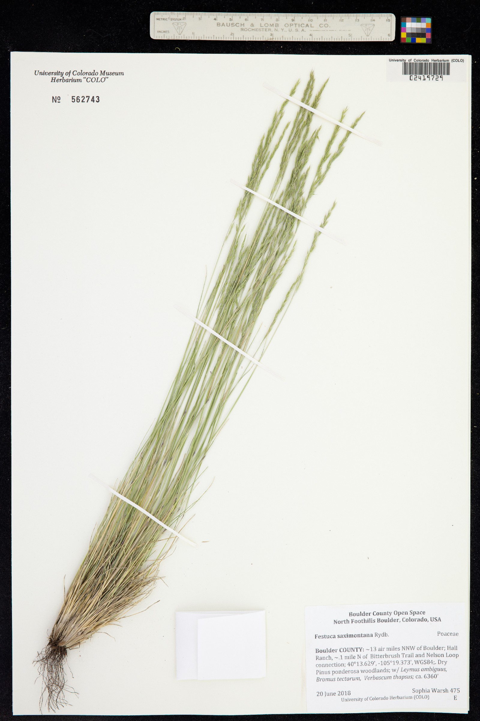 Festuca saximontana image