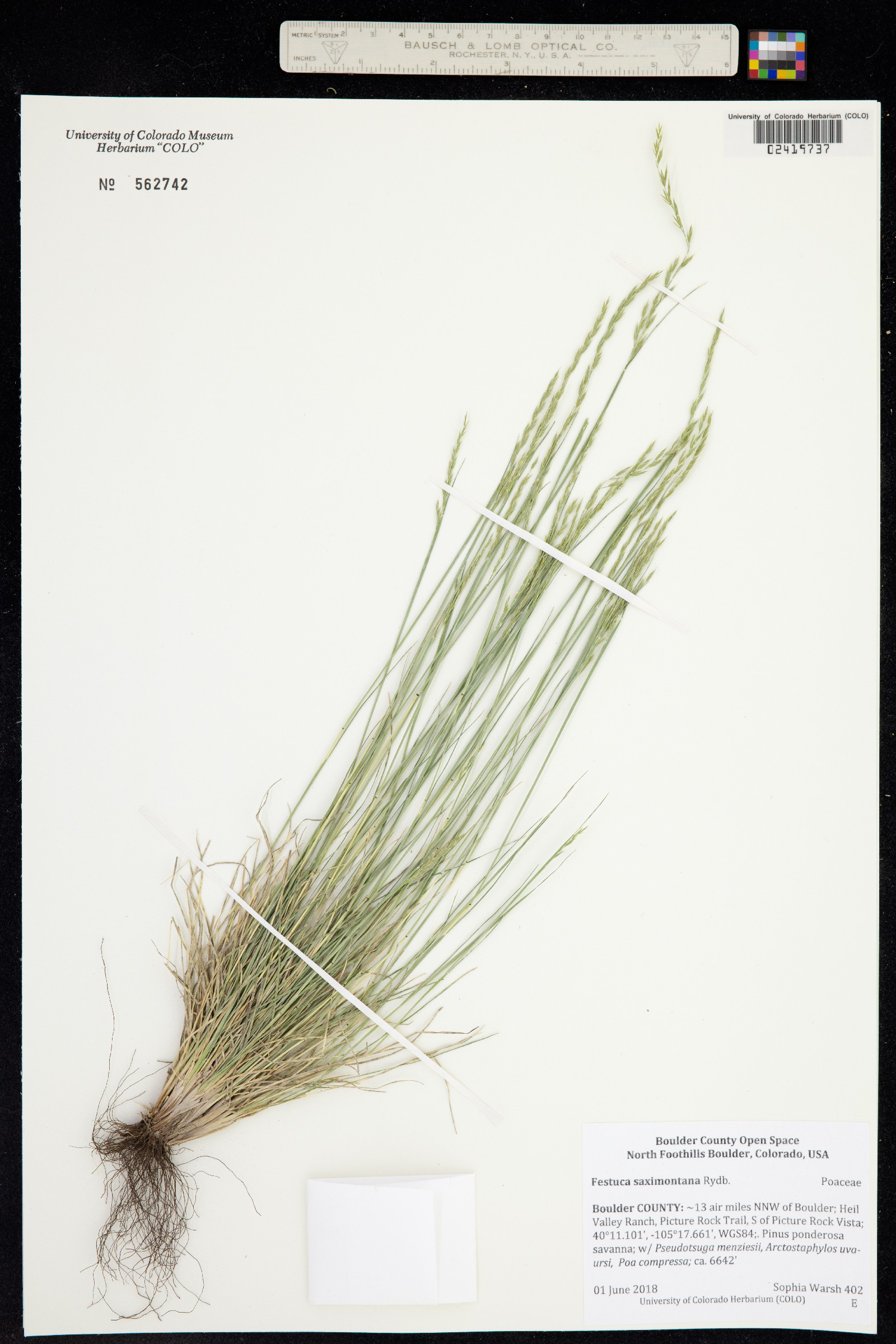 Festuca saximontana image