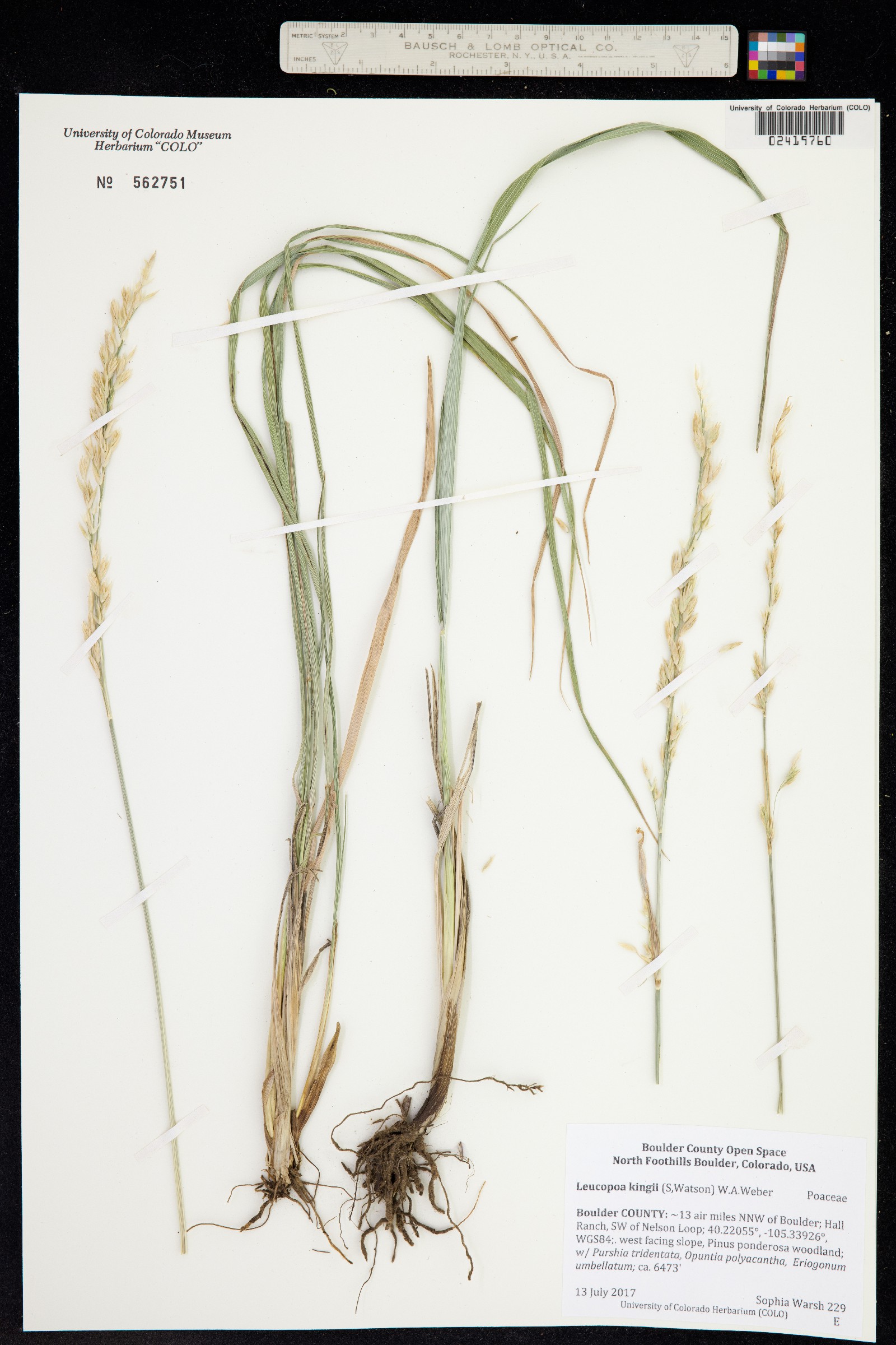 Leucopoa kingii image