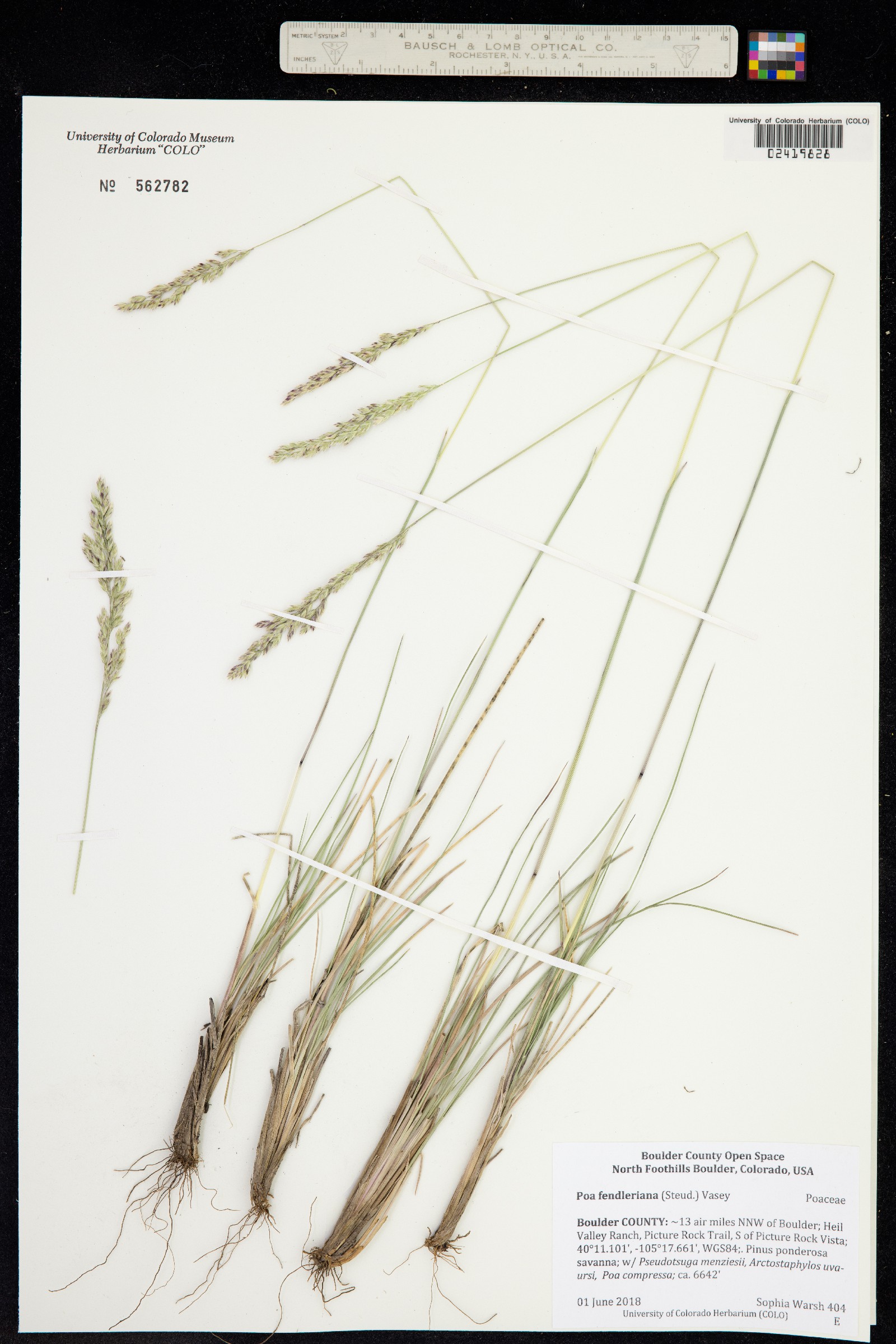 Poa fendleriana image