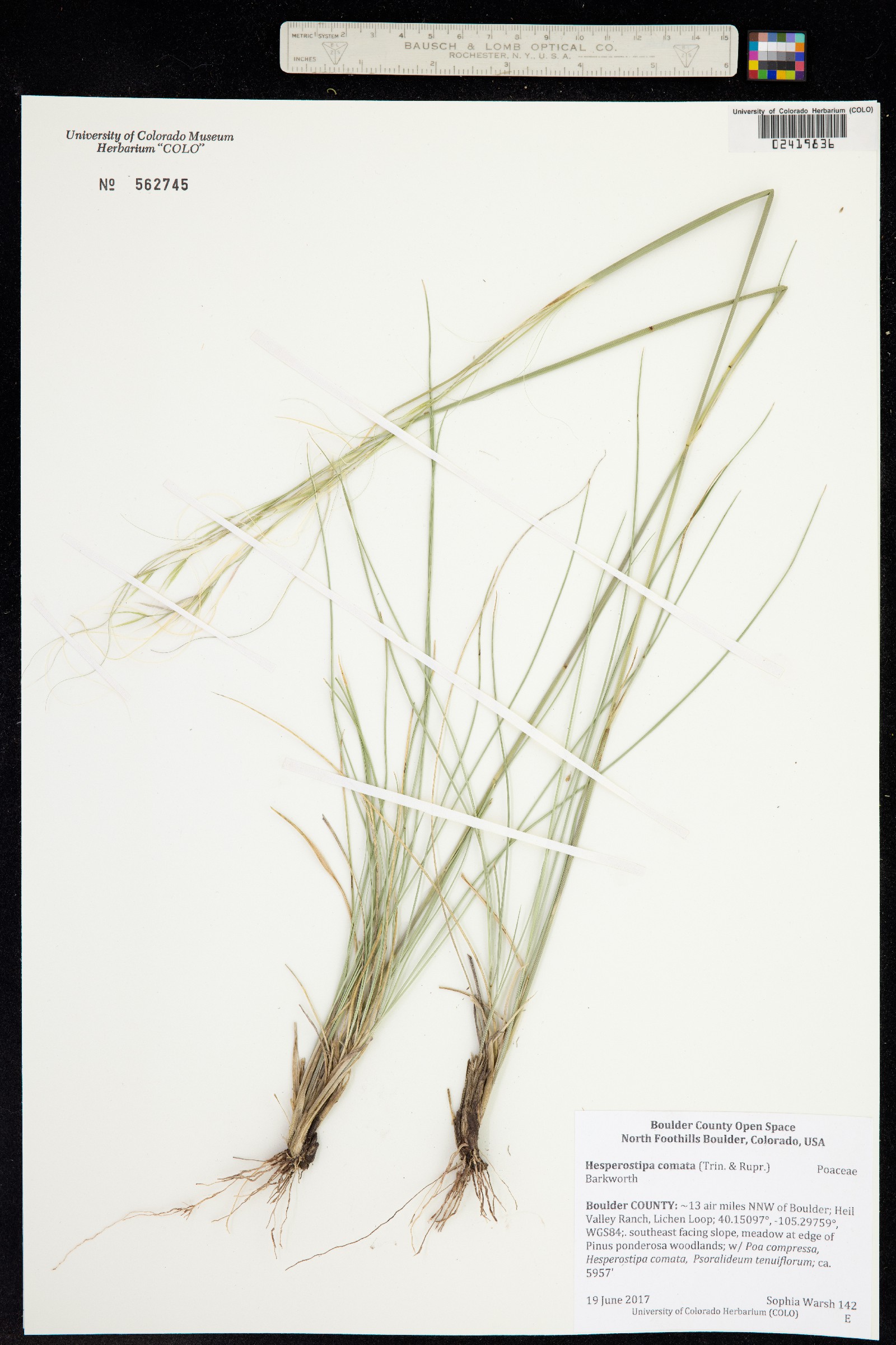 Hesperostipa comata image