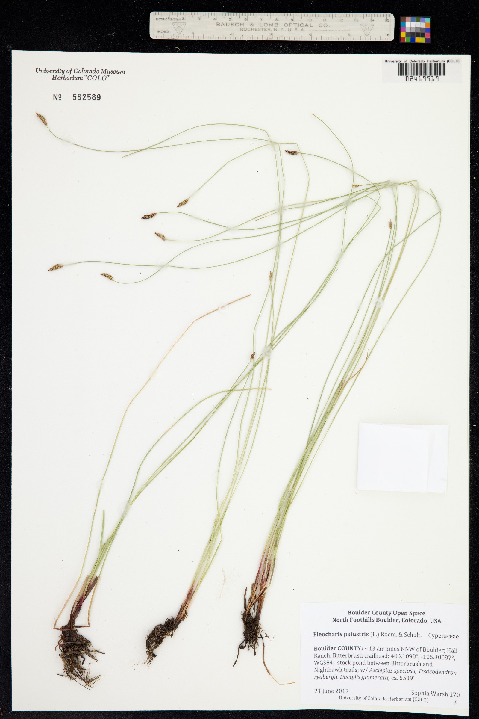 Eleocharis palustris image