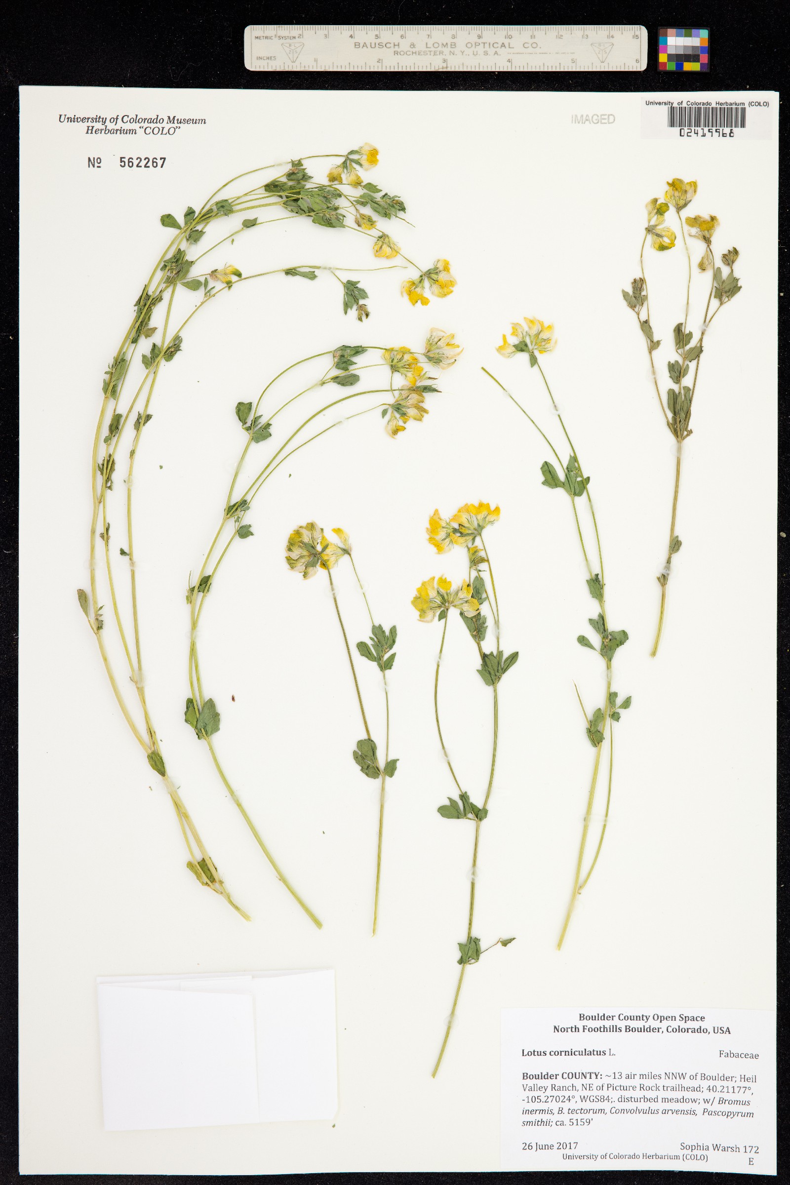 Lotus corniculatus image