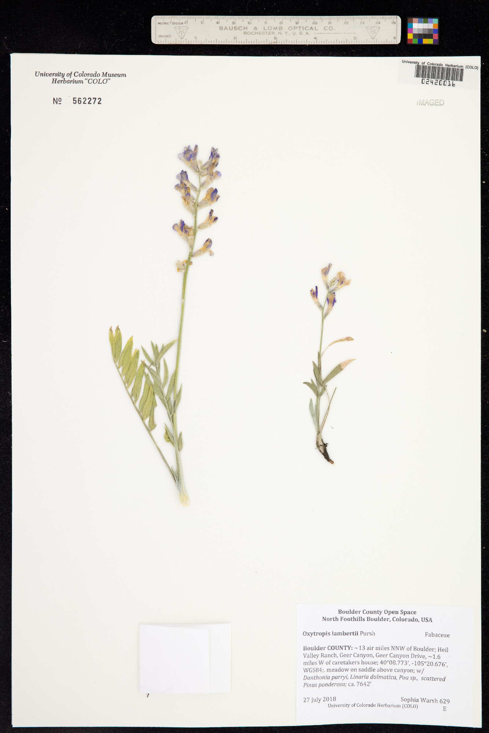 Oxytropis lambertii image