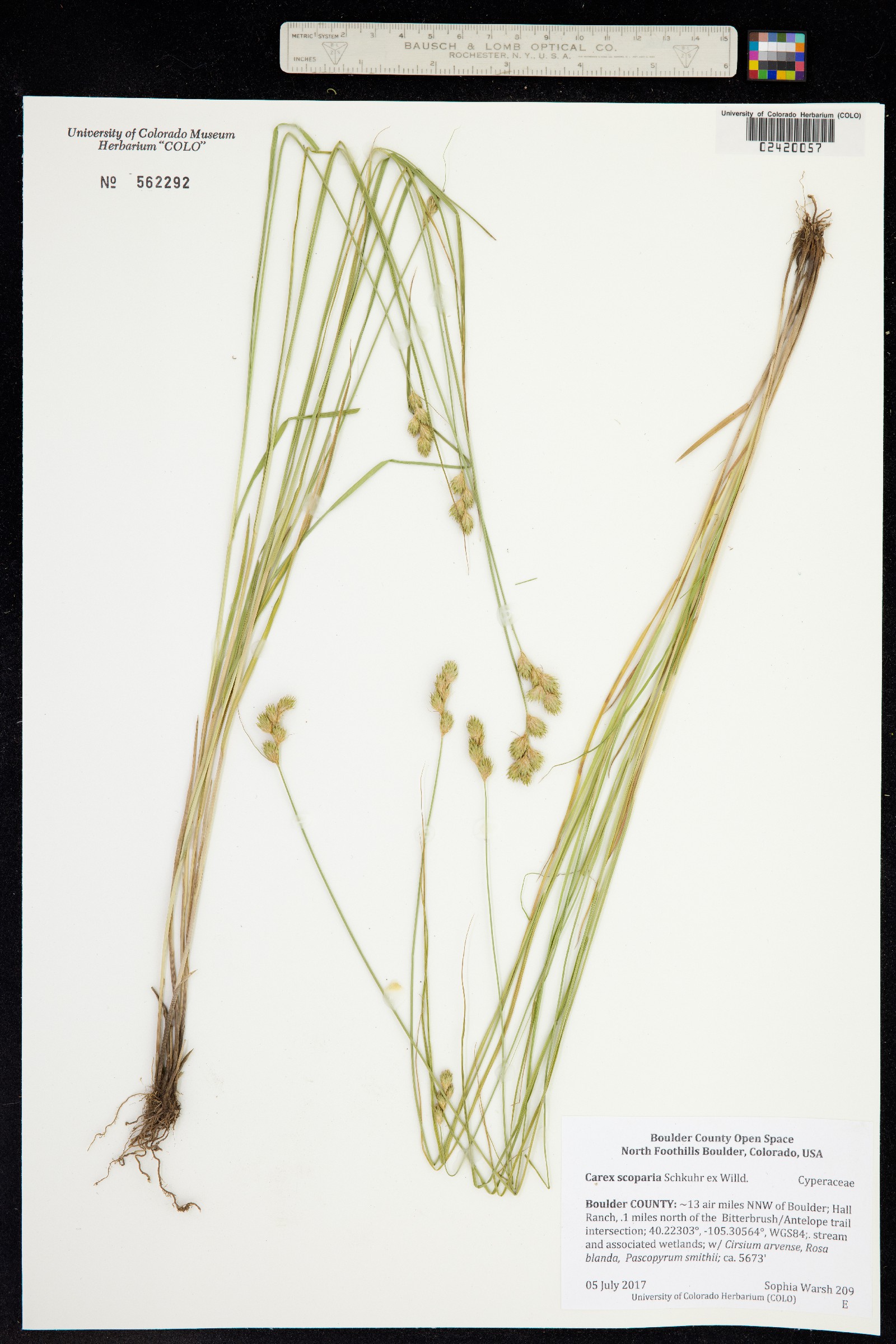 Carex scoparia image