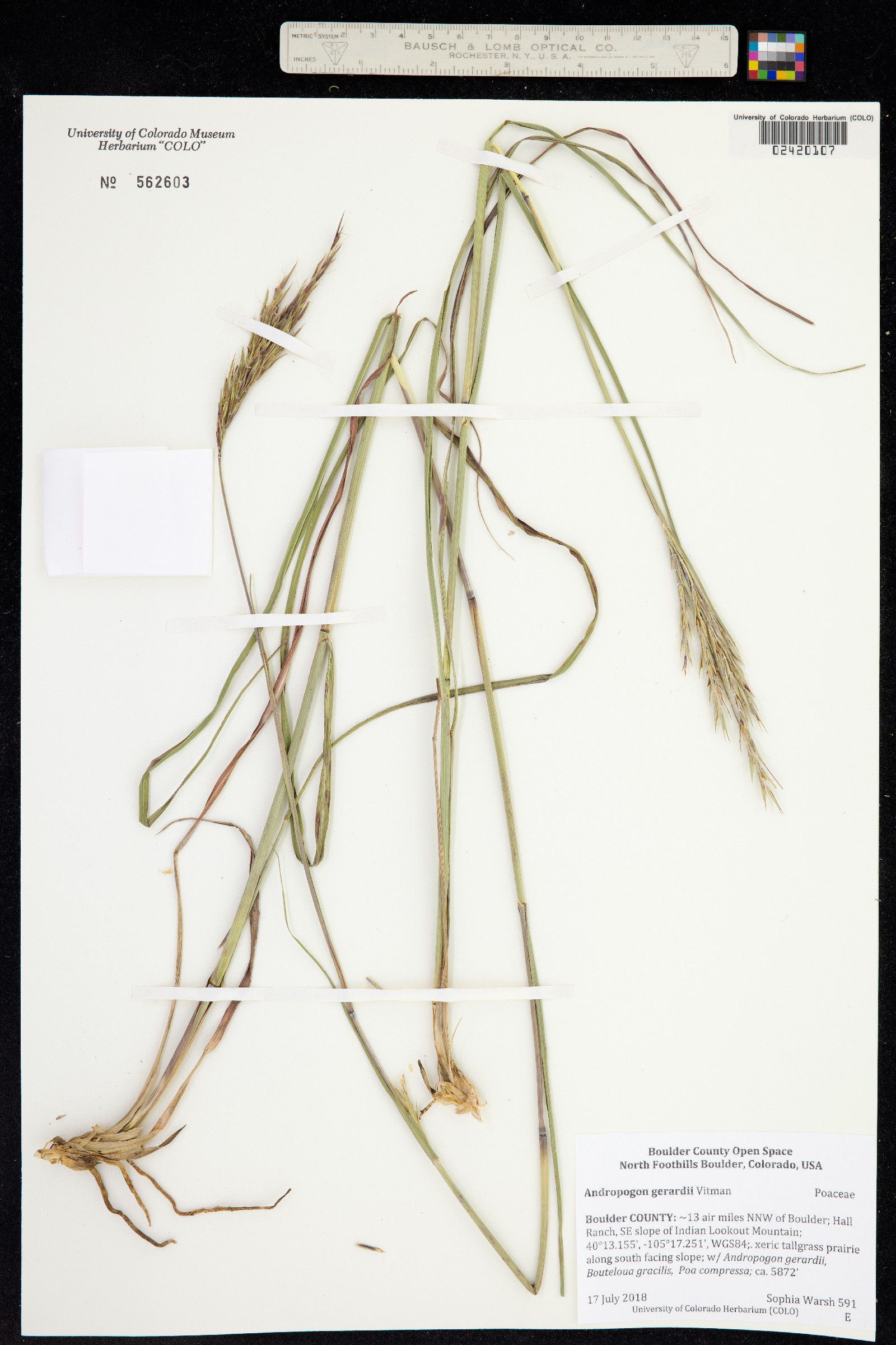 Andropogon gerardii image