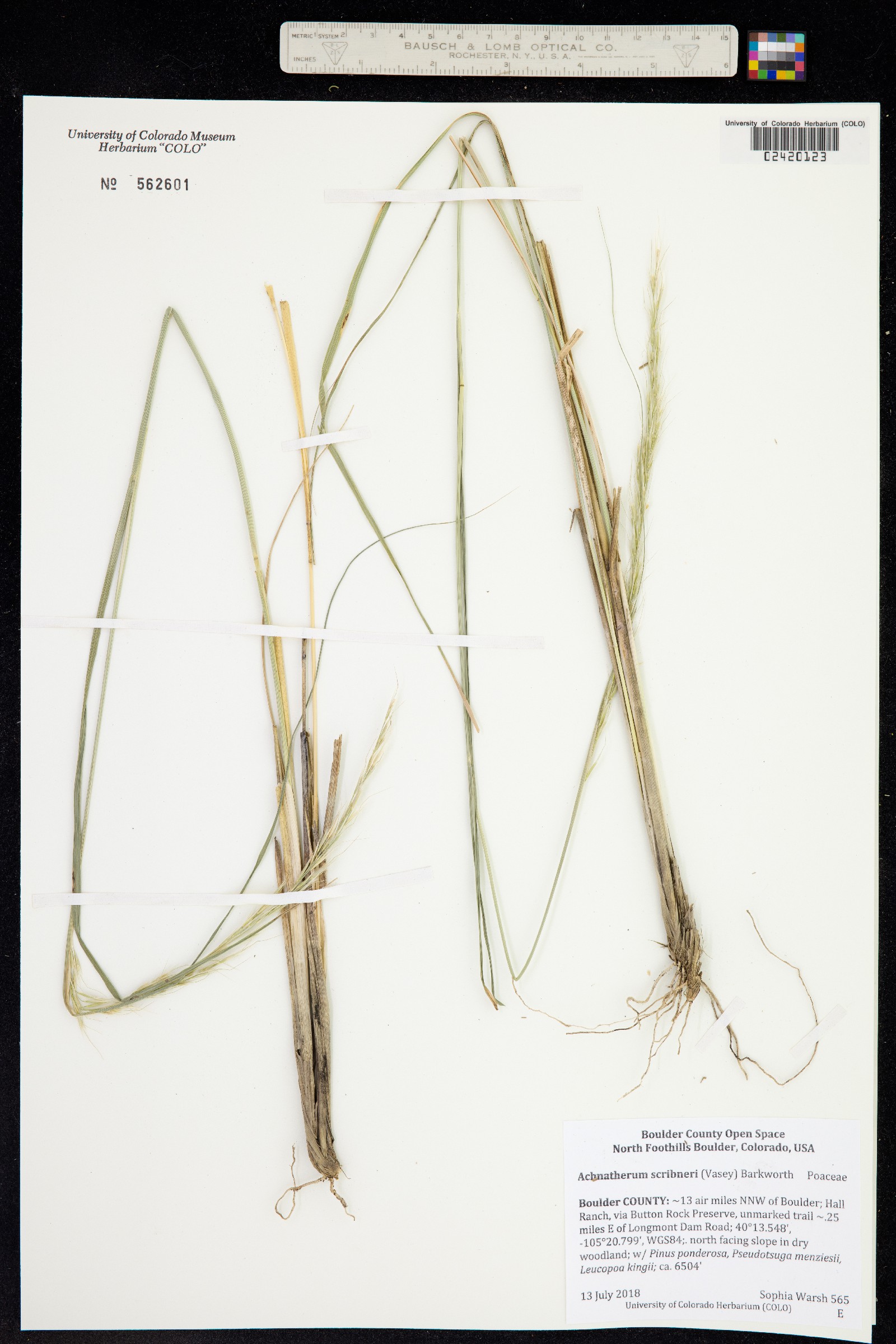 Achnatherum scribneri image