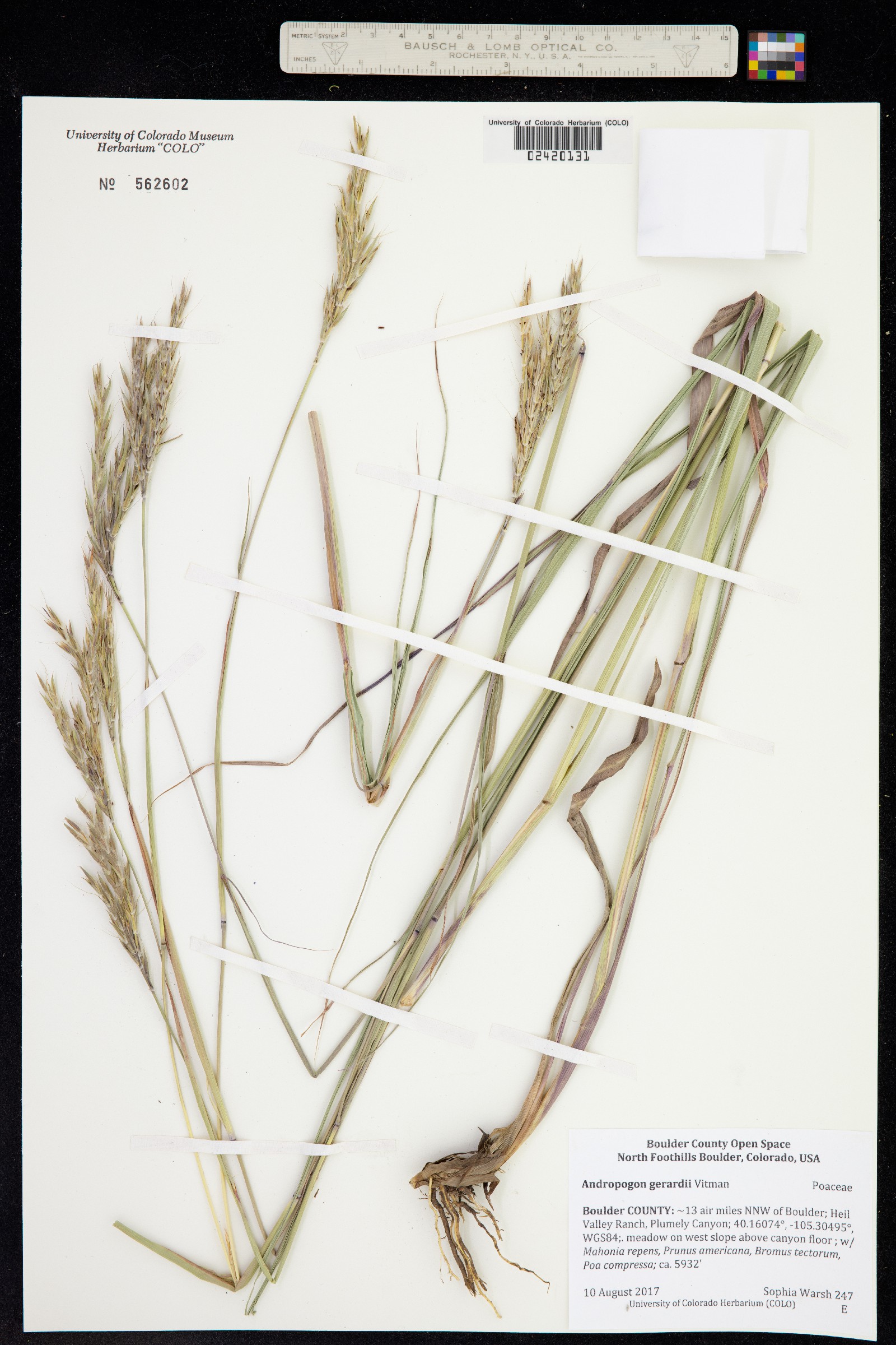 Andropogon image