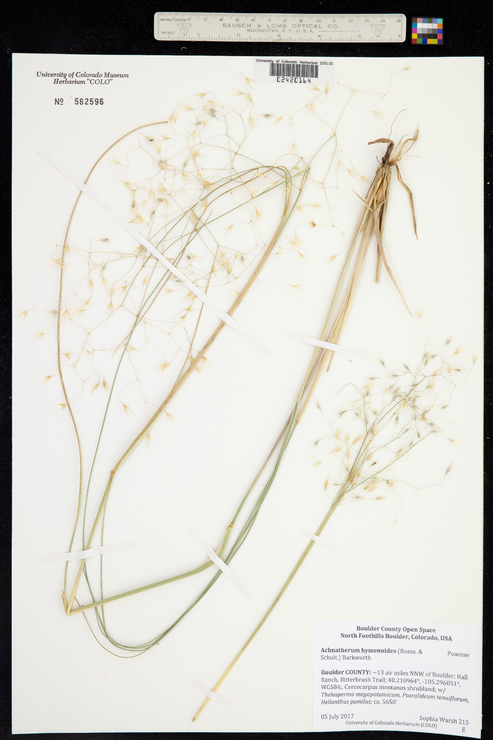 Achnatherum hymenoides image