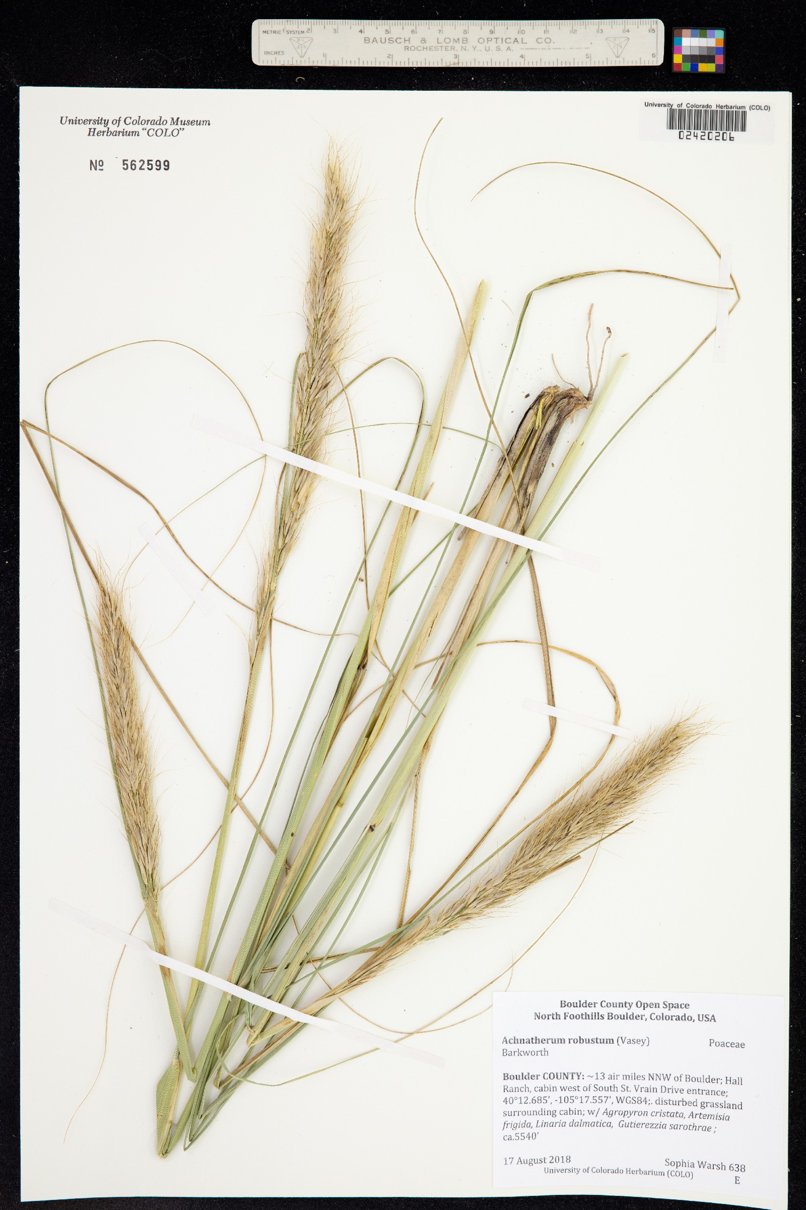Achnatherum robustum image