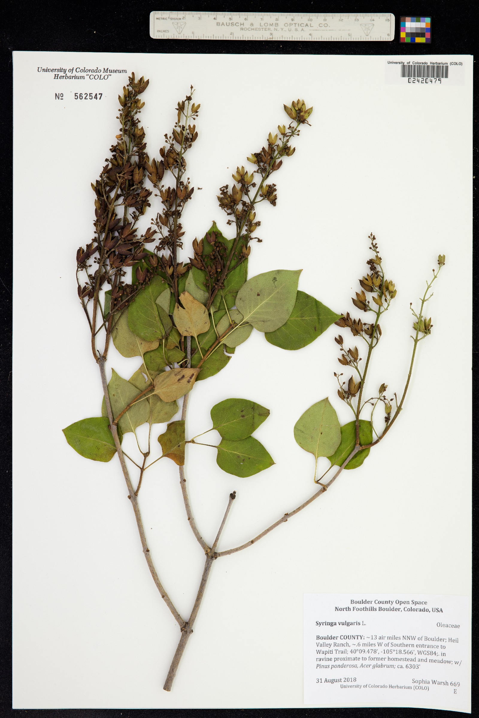 Syringa image