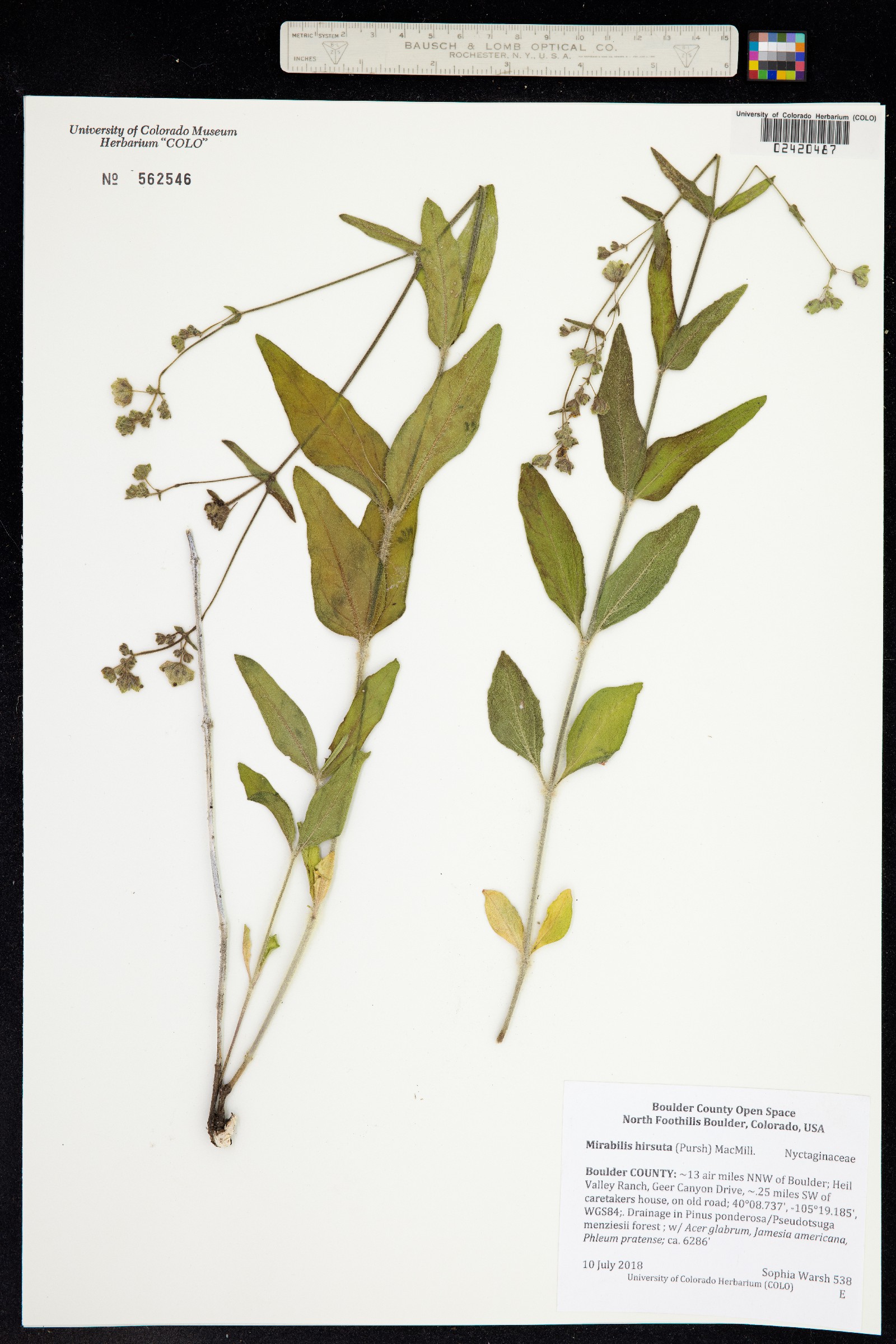 Mirabilis hirsuta image