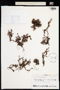 Image of Antiphylla oppositifolia