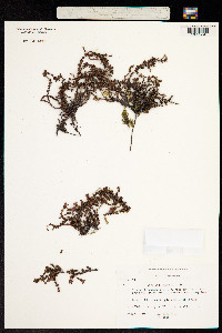 Antiphylla oppositifolia image