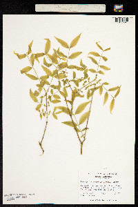 Image of Buckleya distichophylla