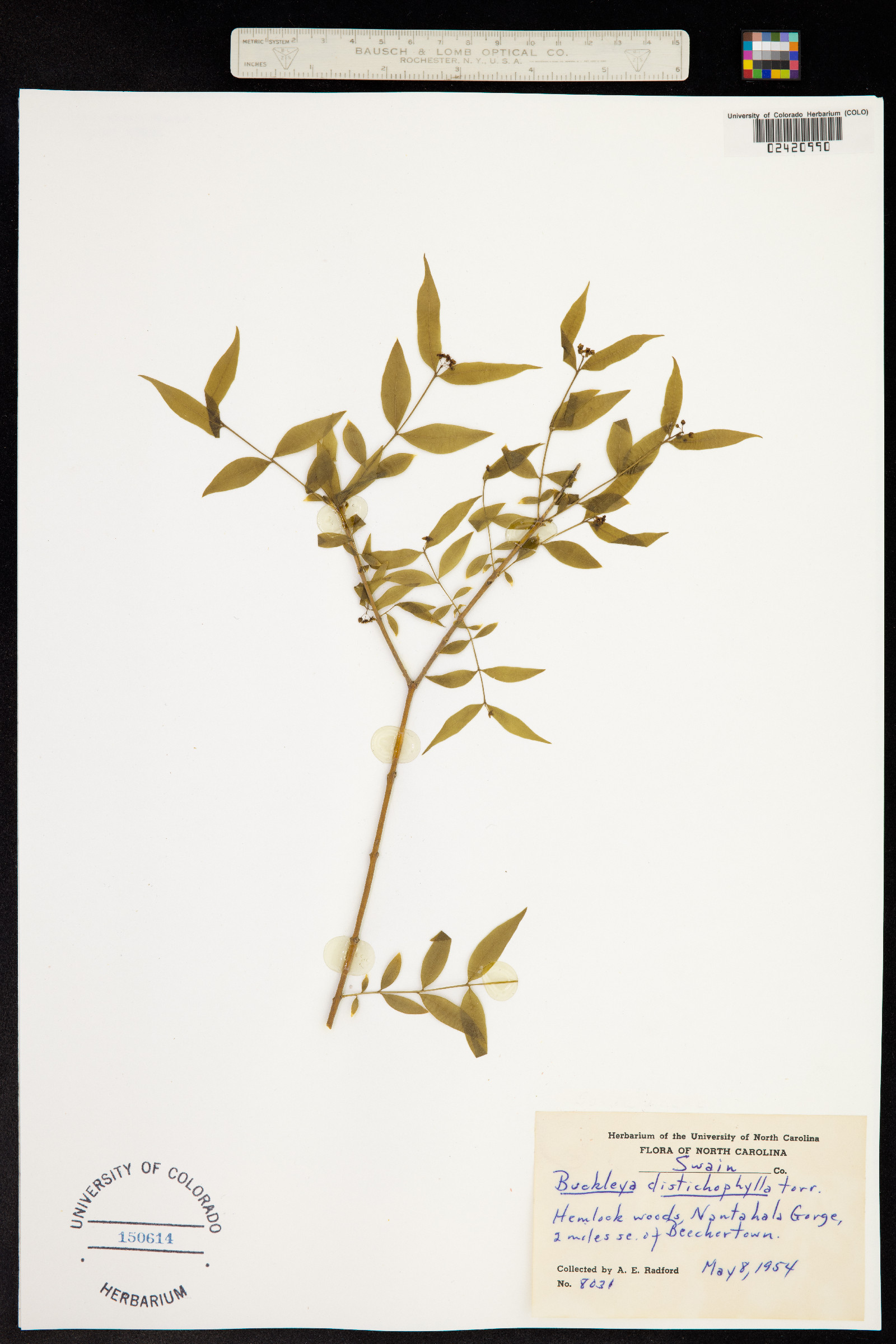 Buckleya distichophylla image