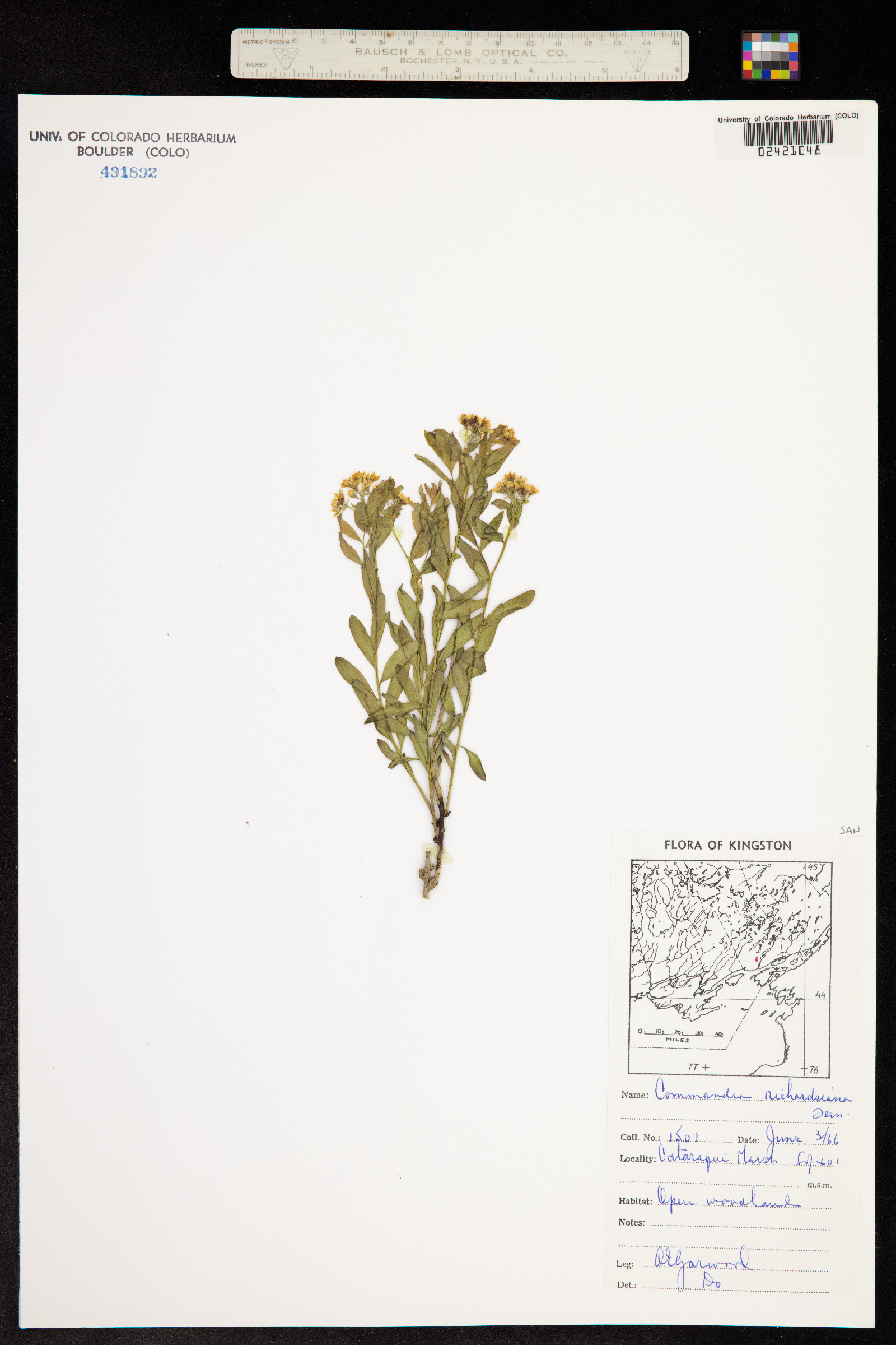 Comandra umbellata image