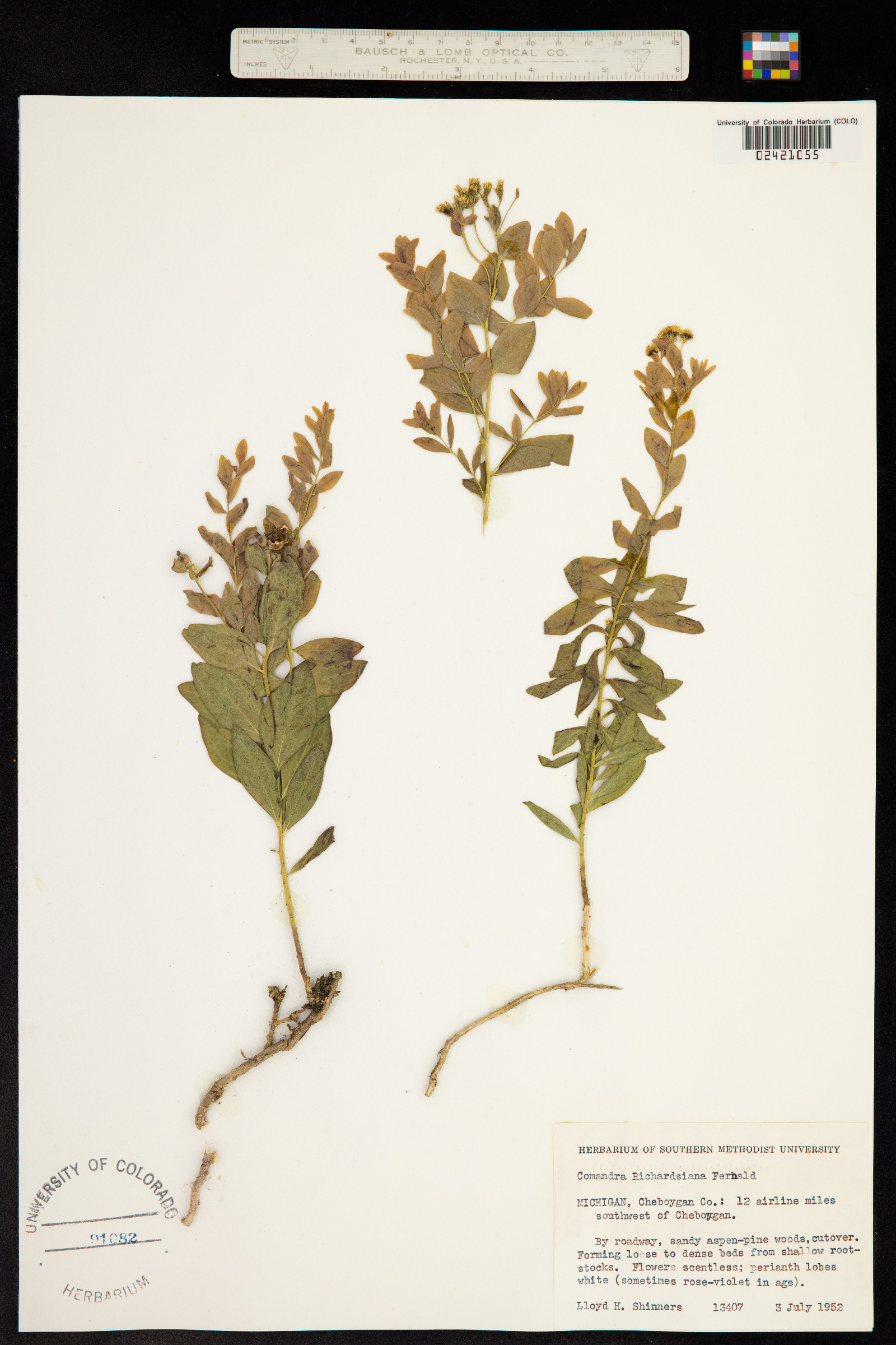 Comandra umbellata ssp. umbellata image