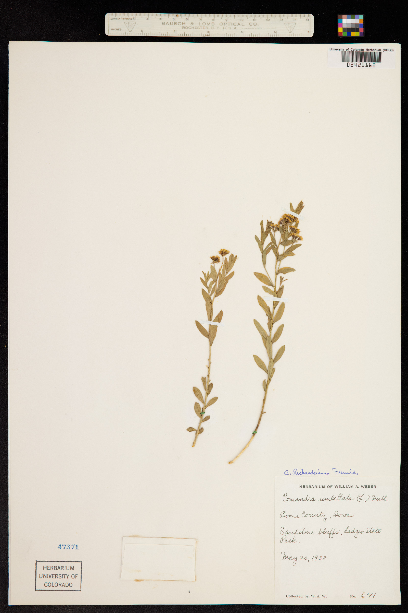 Comandra umbellata image