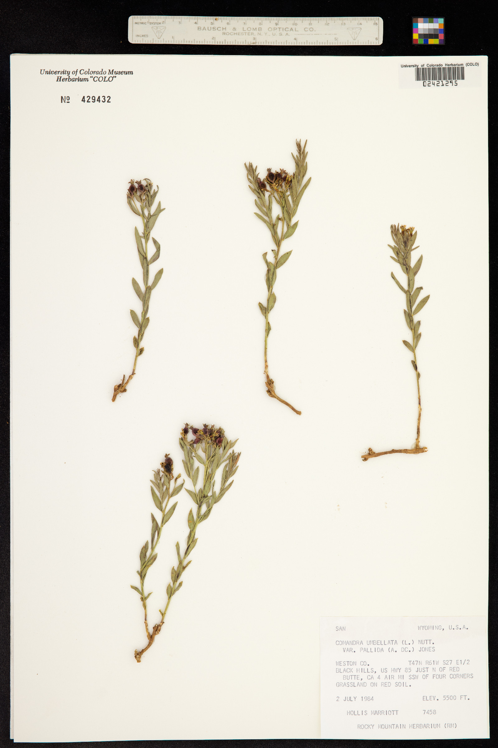 Comandra umbellata ssp. pallida image