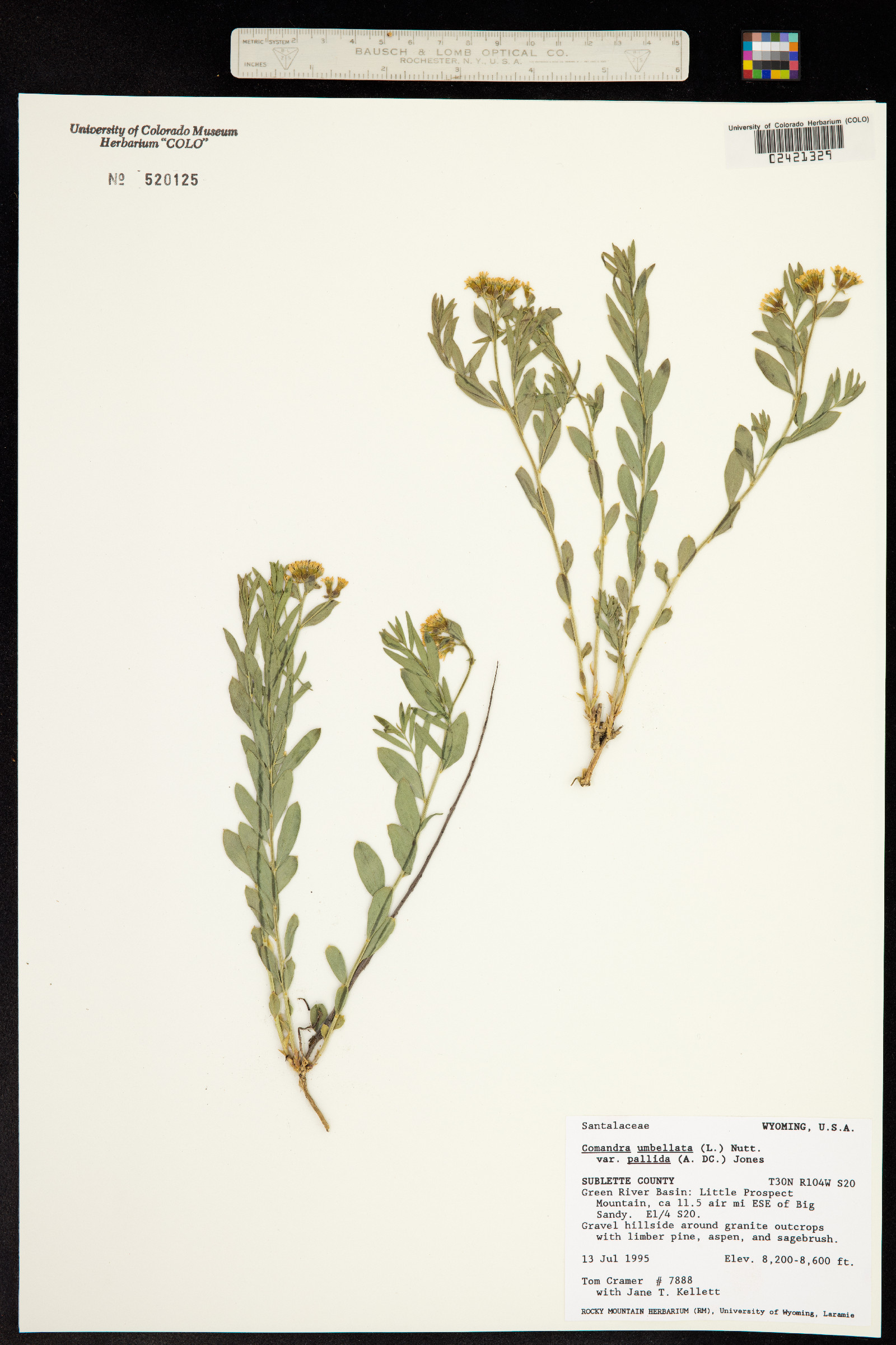 Comandra umbellata ssp. pallida image