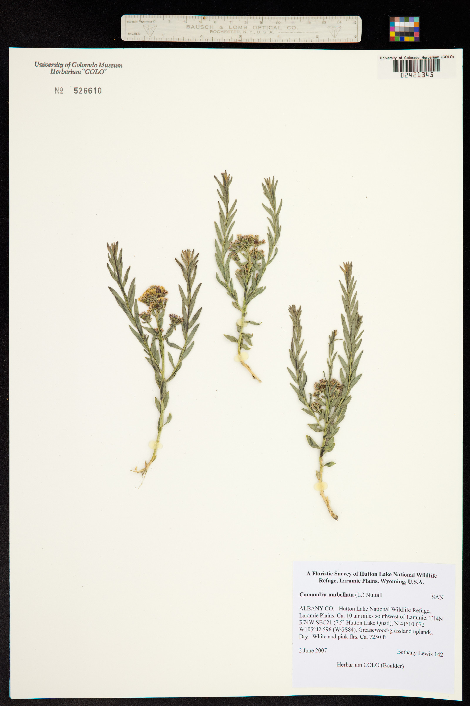 Comandra umbellata image