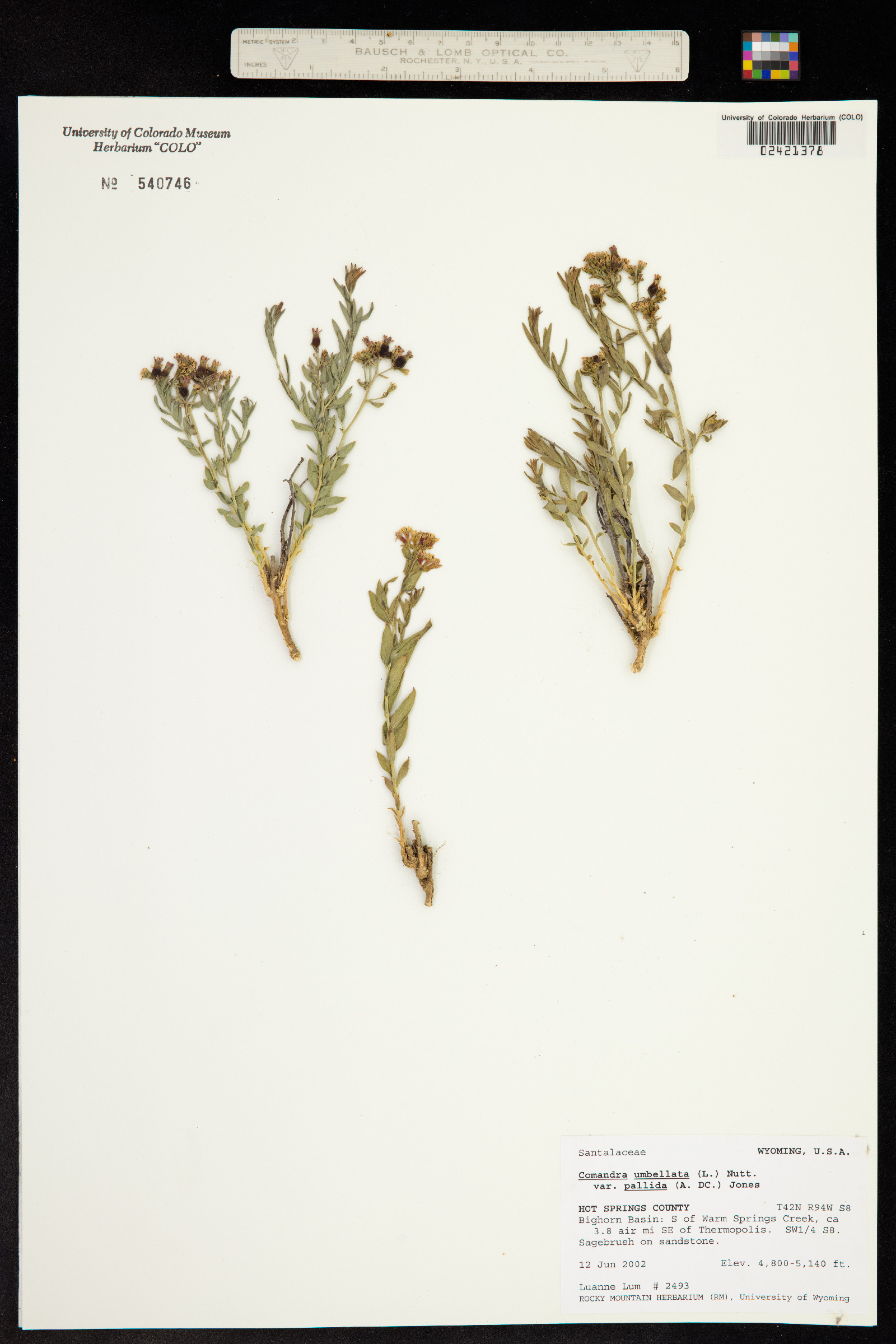 Santalaceae image